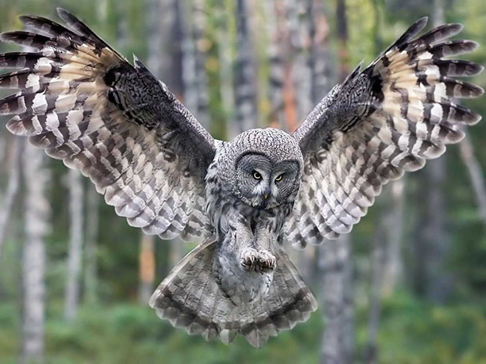 1600x1200 Autumn Owl Treat HD desktop wallpaper : Widescreen : High