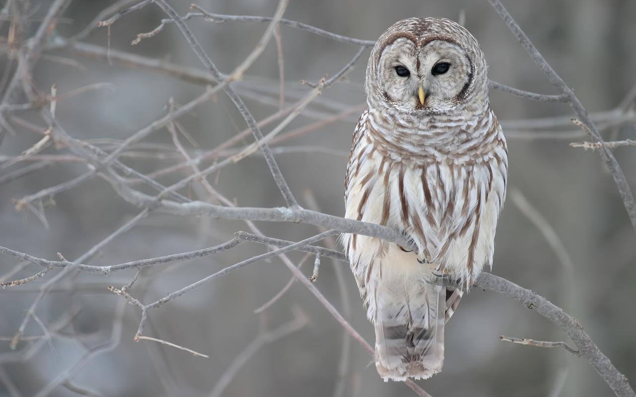 1280x800 Free Owl Wallpaper