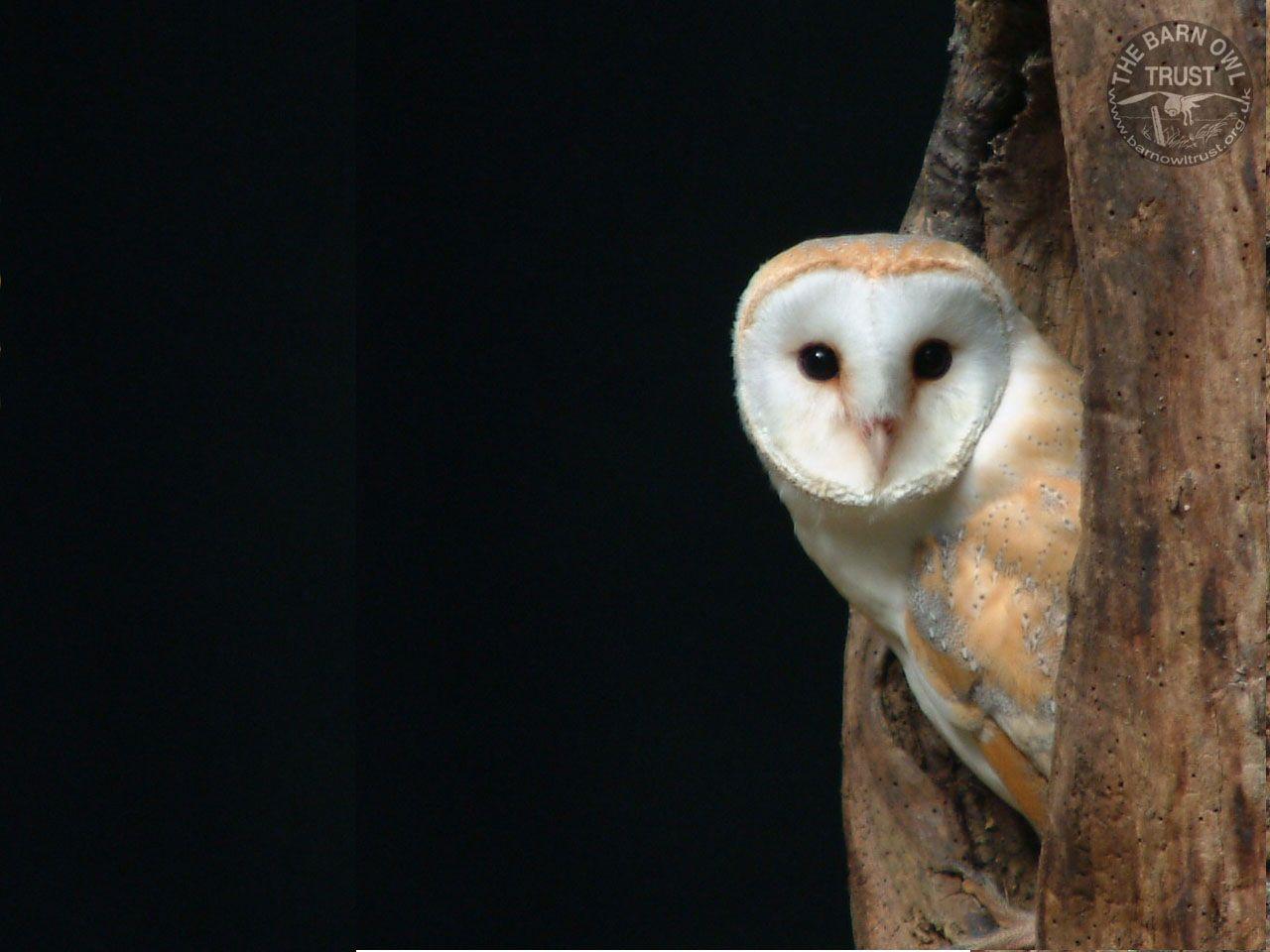 Barn Owl Wallpapers Top Free Barn Owl Backgrounds Wallpaperaccess