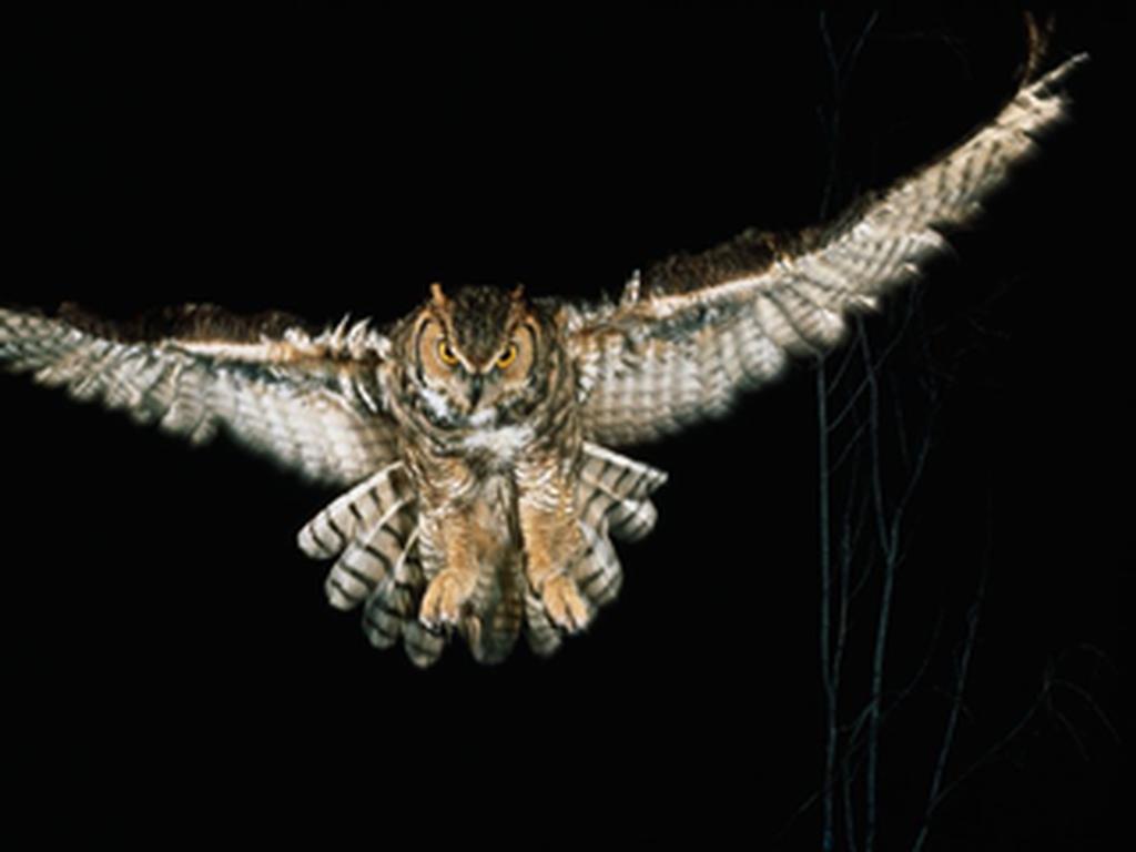 1024x768 Wallpaper For > Indie Art Owl Wallpaper