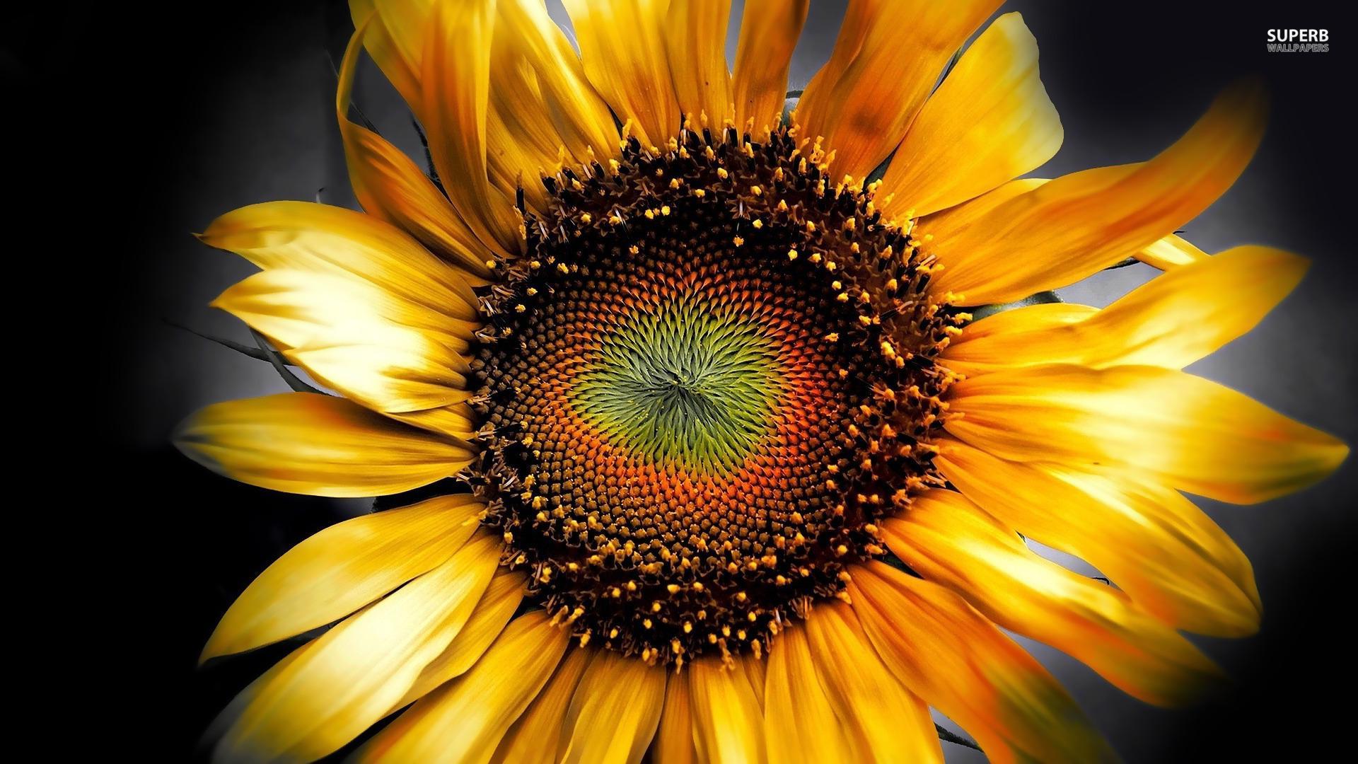 1920x1080 Free download HD sunflowers lavender wallpaper Car Picture
