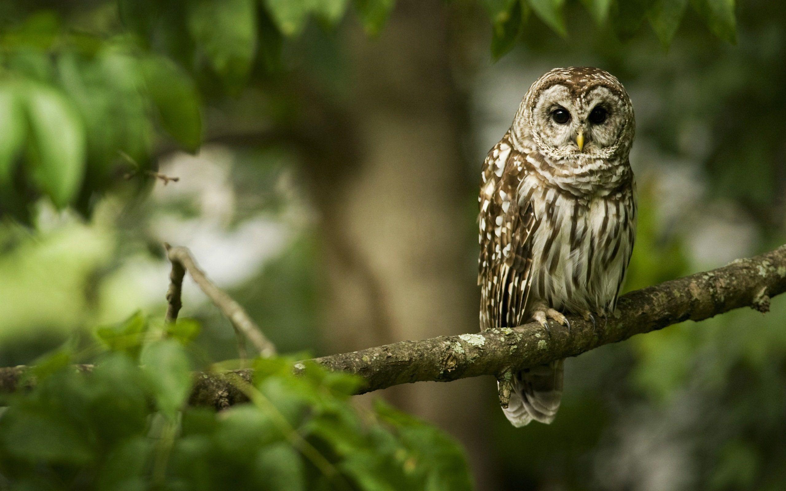 2560x1600 Cute Owl Wallpaper On A Tree Wallpaper