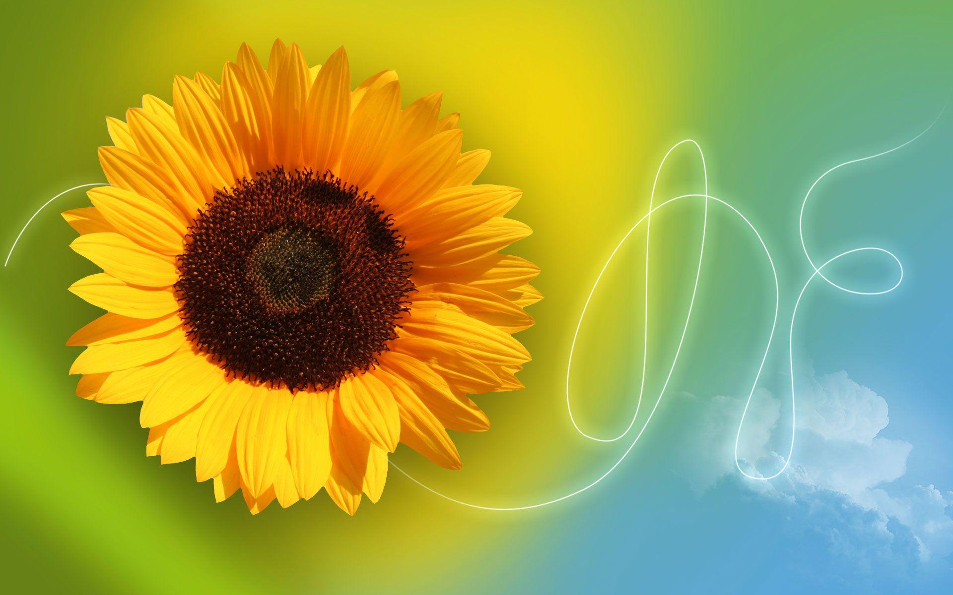 1920x1200 Free download Sunflower Background Web Elfika Tutorials Full