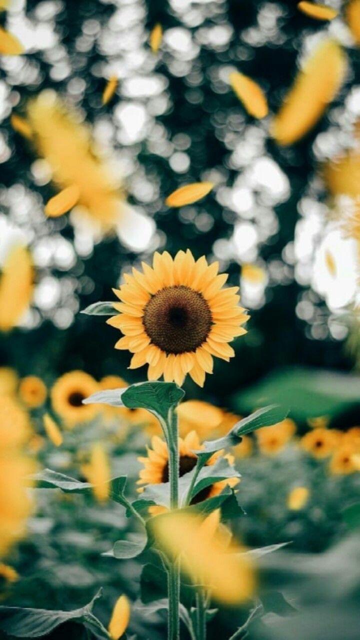 720x1280 Girasol. Sunflower - #flores #flowers #otoño #autumn #fall