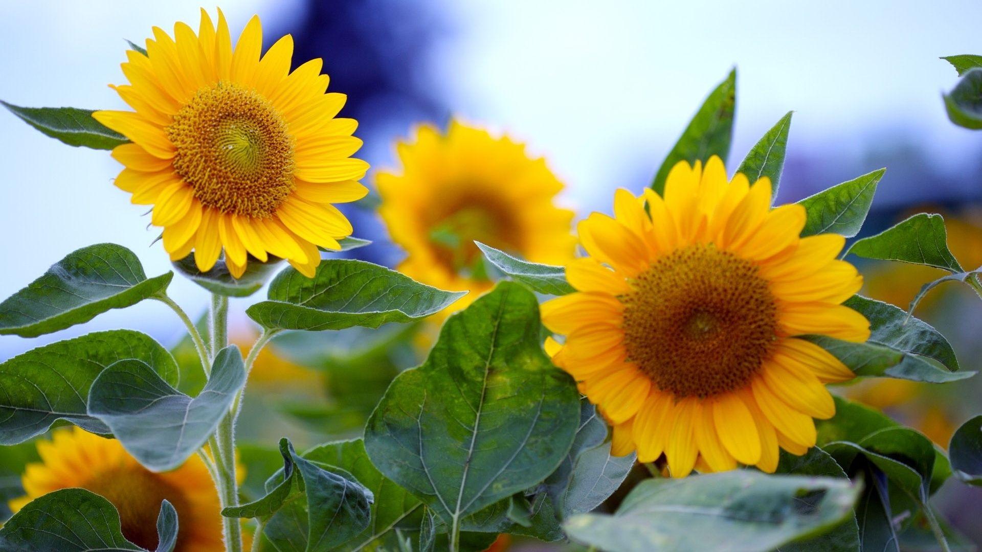 1920x1080 Free download Sunflower Wallpaper Desktop Wallpaper
