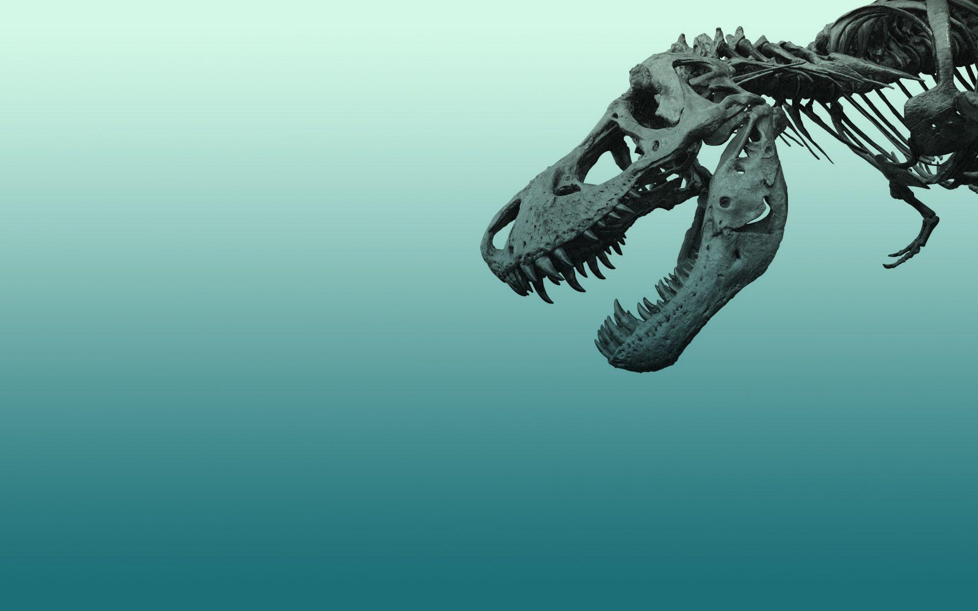 Dinosaur Skeleton Wallpapers - Top Free Dinosaur Skeleton Backgrounds -  WallpaperAccess