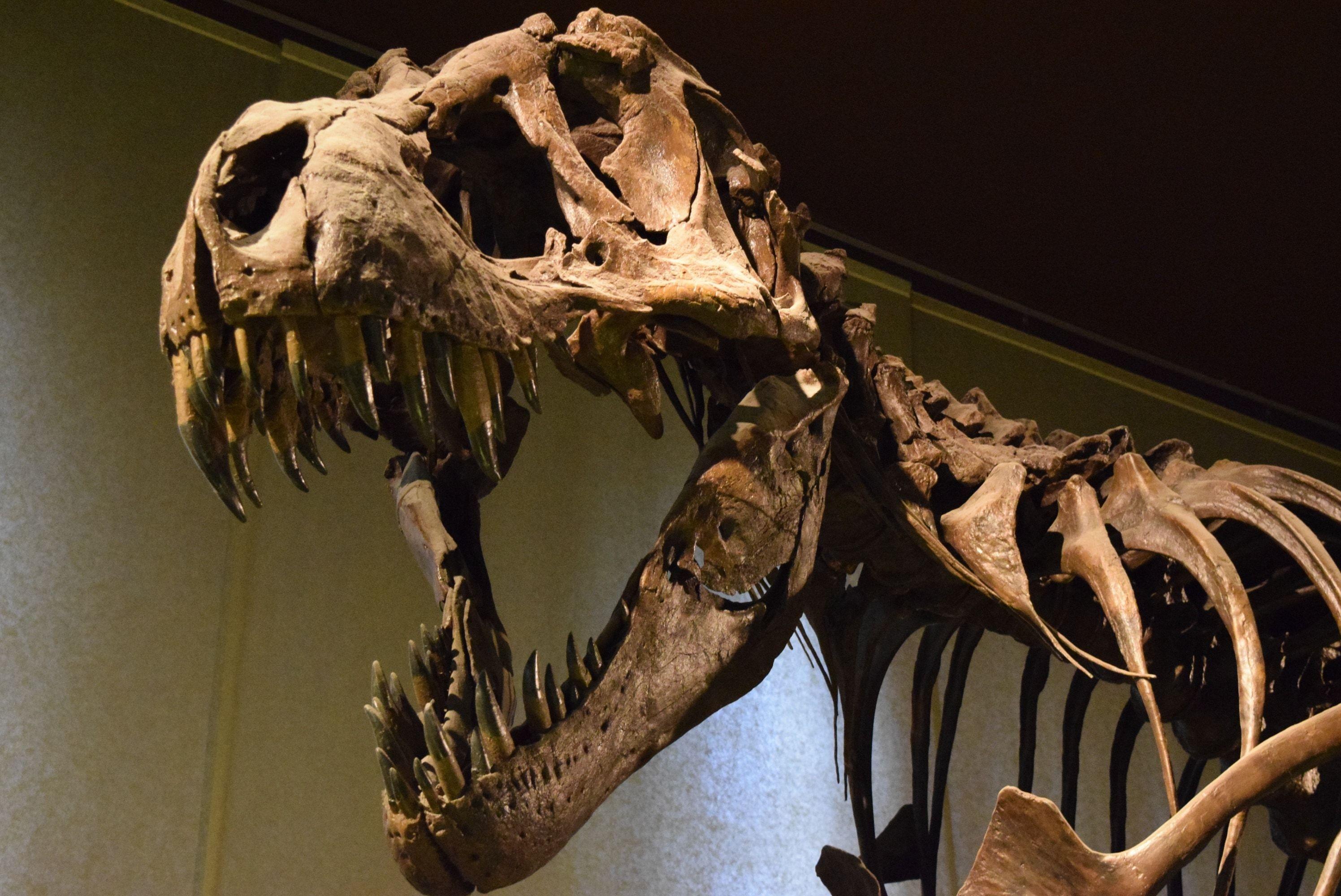 2992x2000 Dinosaur Skeleton Wallpaper