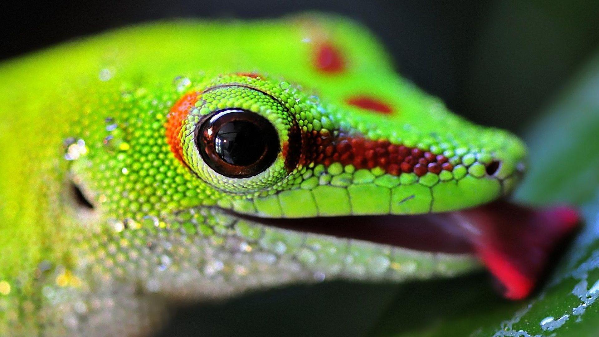 1920x1080 Lizard PC Wallpaper 10745