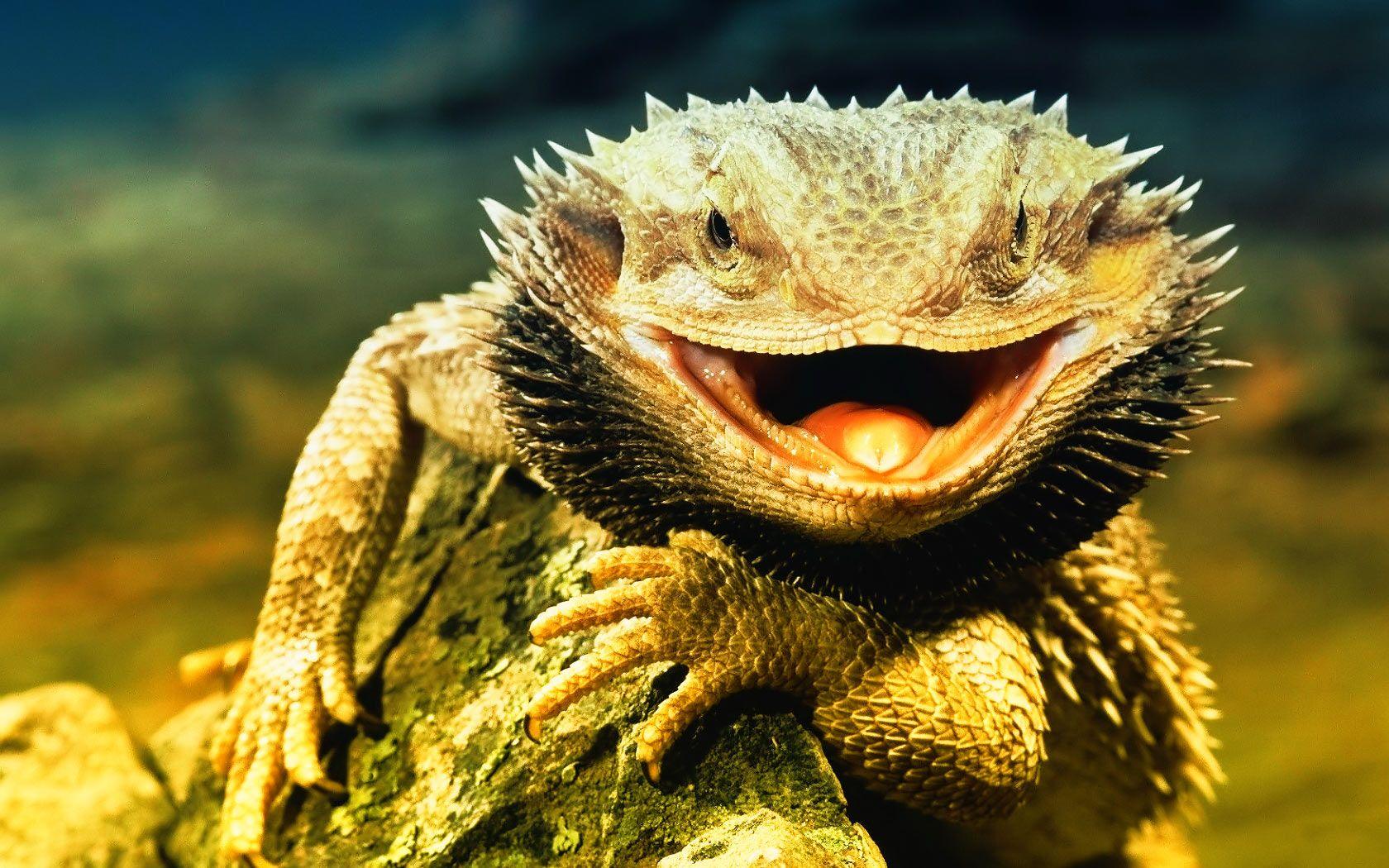 1680x1050 Animals Lizard Wallpaper HD