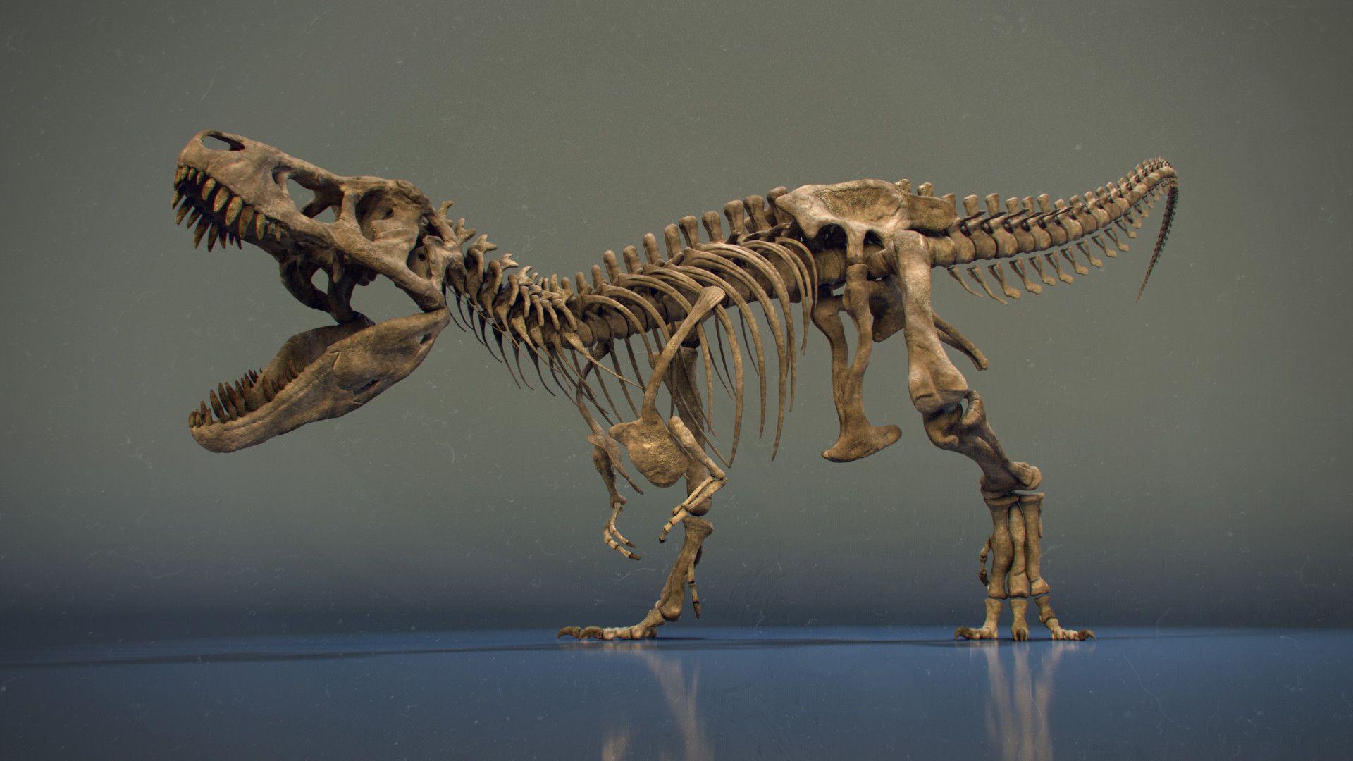 fossil tyrannosaurus