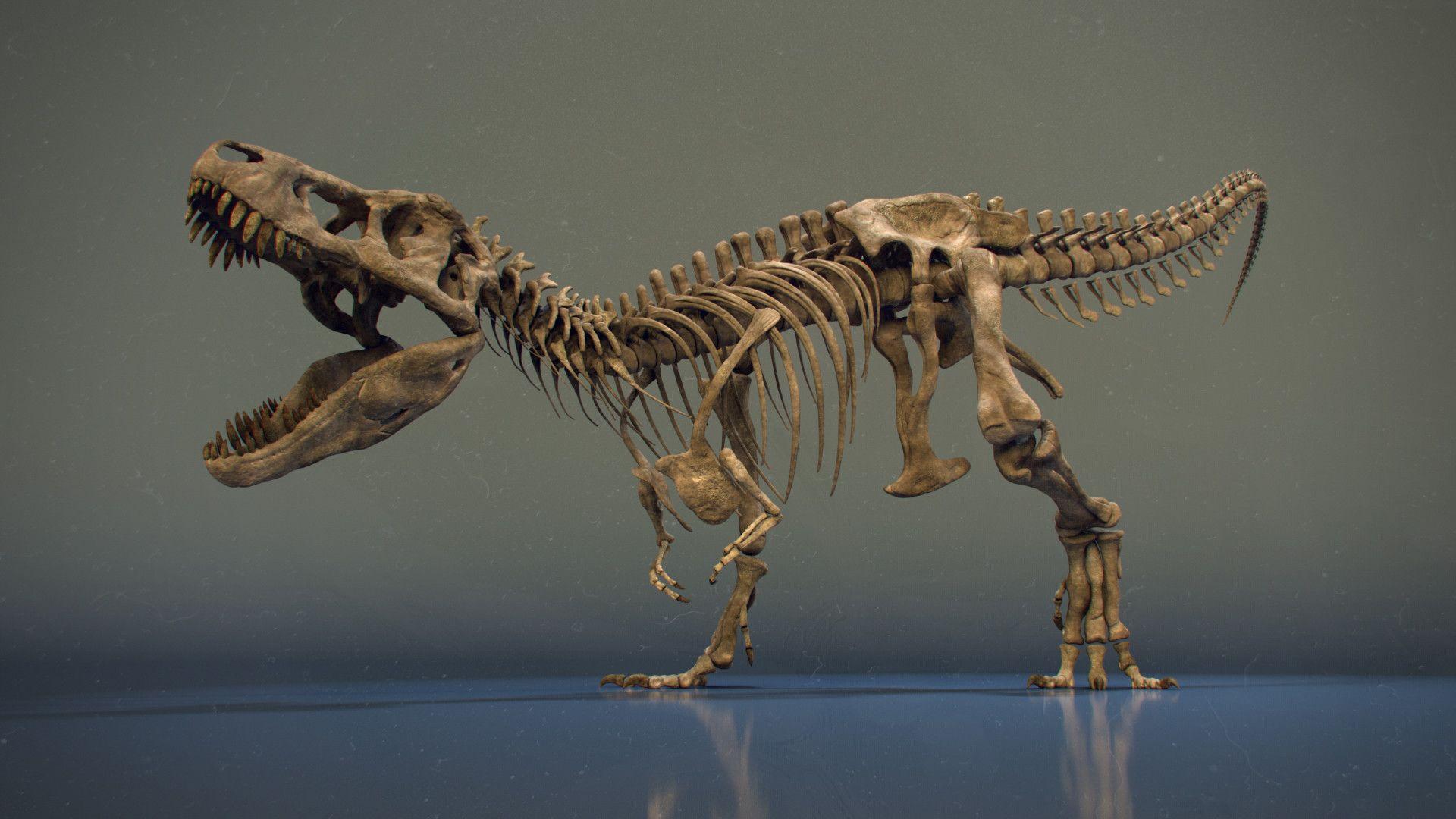 Dinosaur Skeleton Wallpapers Top Free Dinosaur Skeleton Backgrounds Dinosaur Skeleton Wallpapers Top Free Dinosaur Skeleton Backgrounds