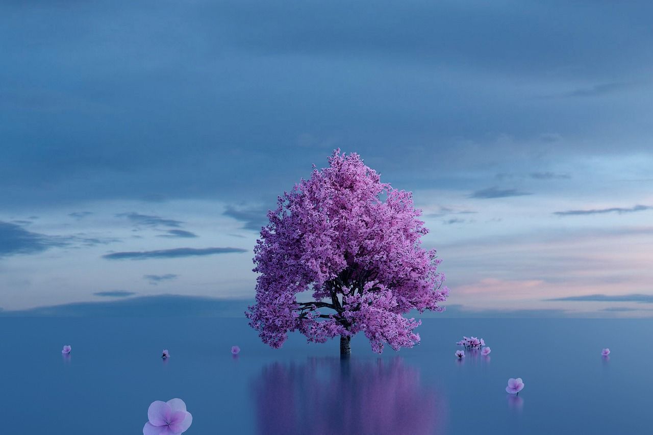 1280x853 Cherry Blossoms Tree