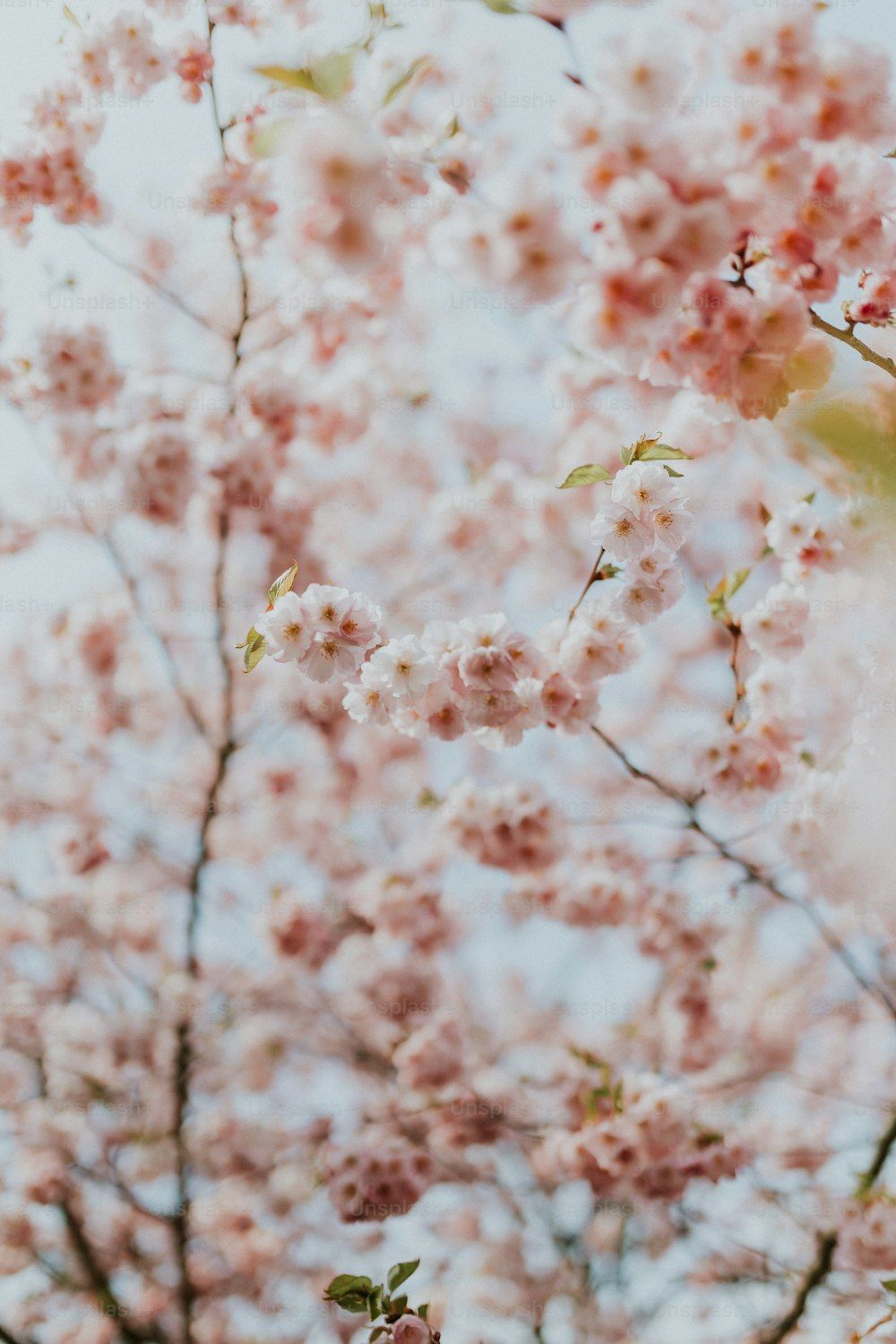 1000x1500 Japanese Cherry Blossom Picture HD