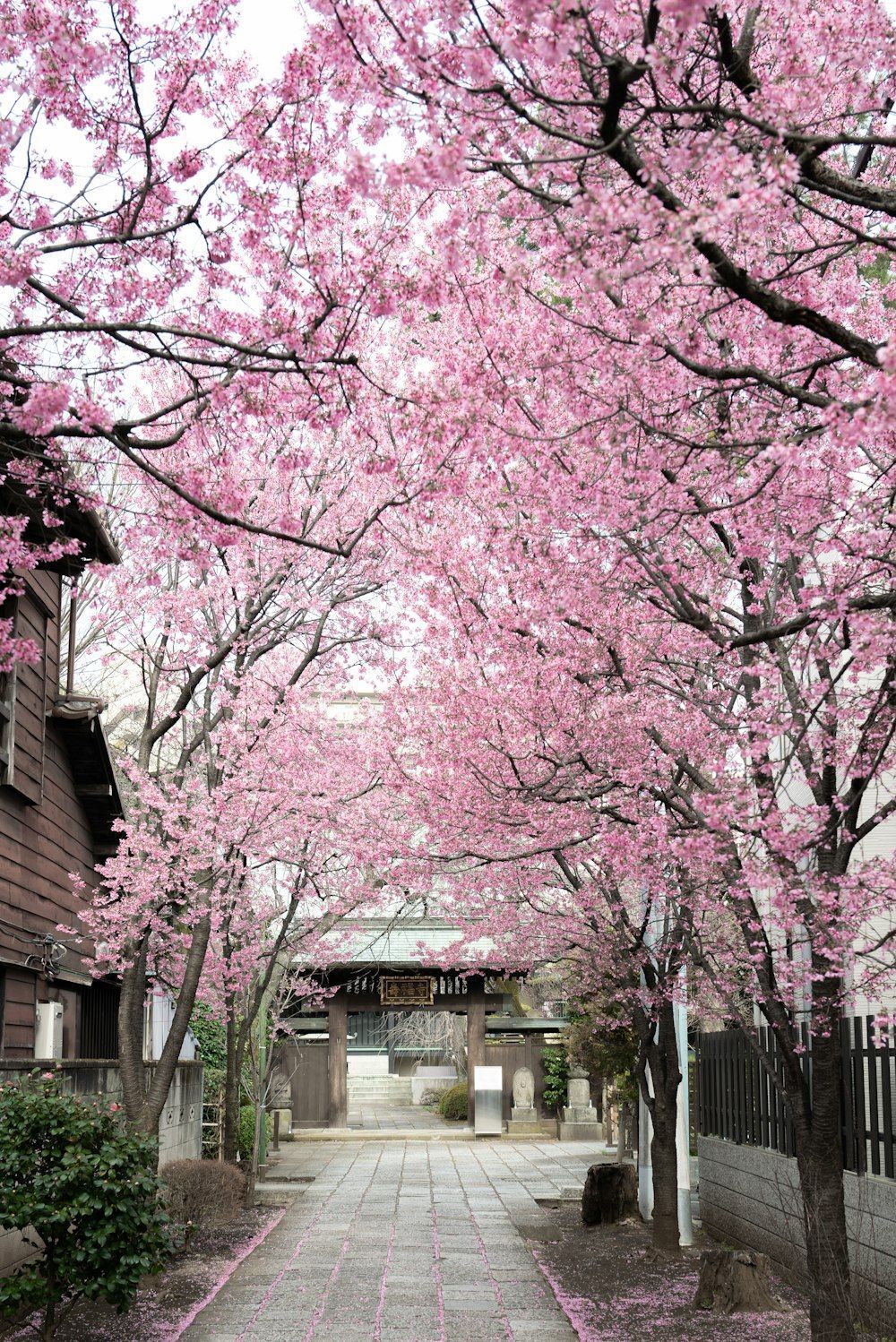 1000x1498 Japanese Cherry Blossom Picture HD