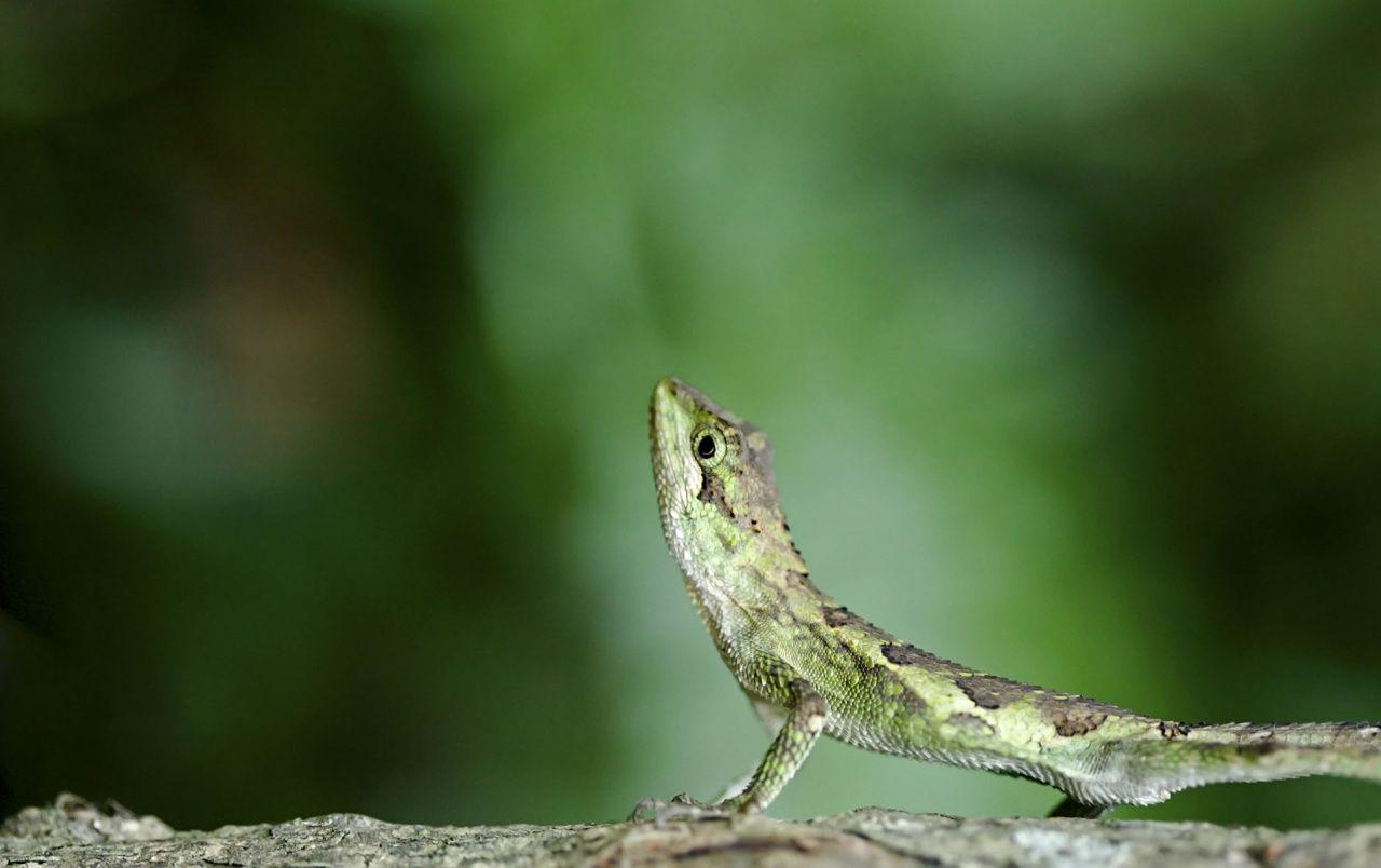 1280x804 Green lizard wallpaper. Green lizard