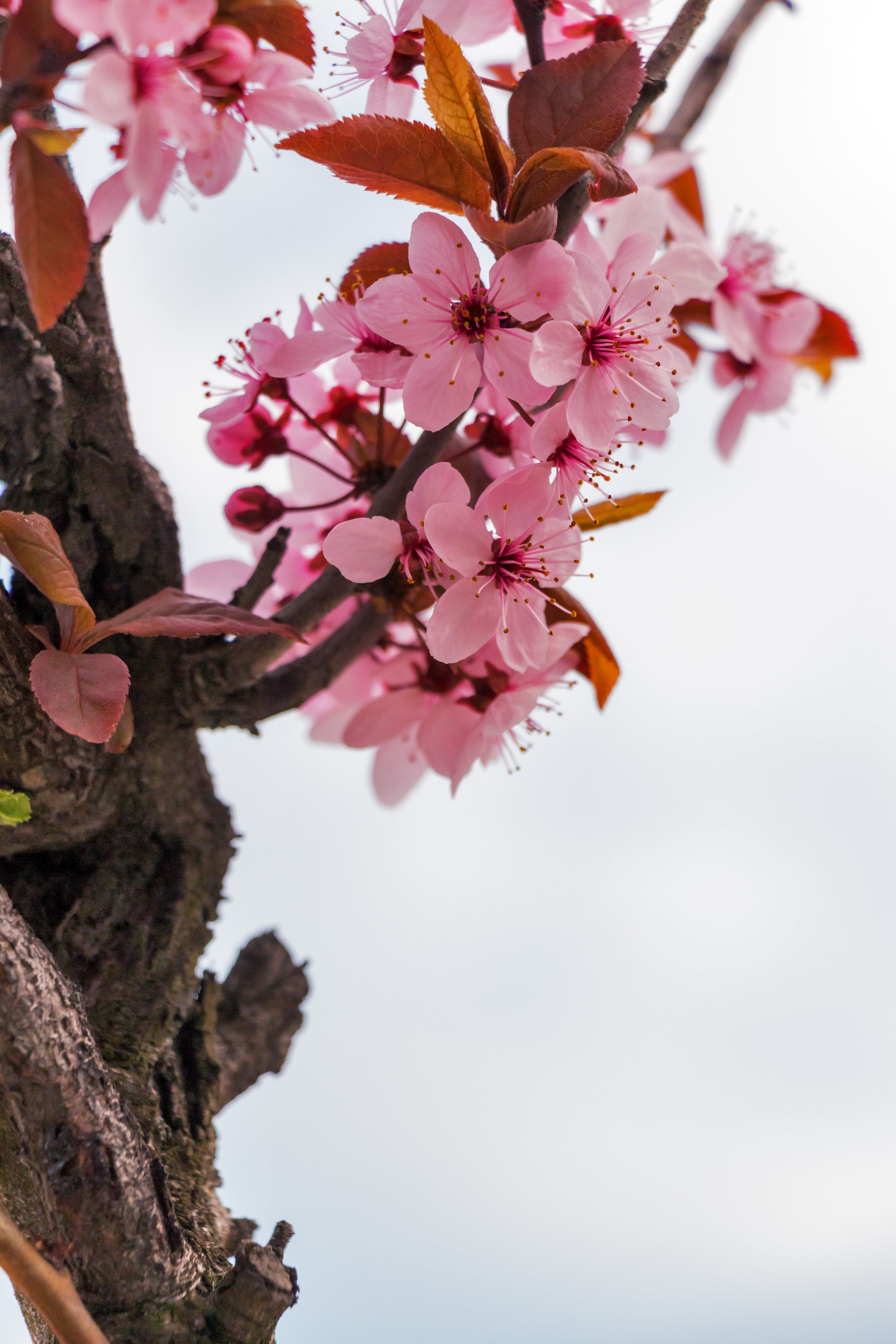 4096x6144 Cherry Blossom Wallpaper Photo