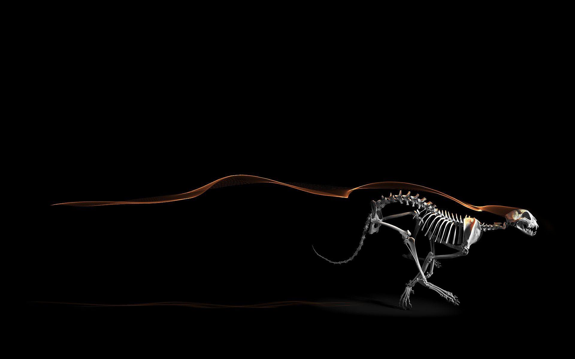 1920x1200 Cheetah Skeleton Art