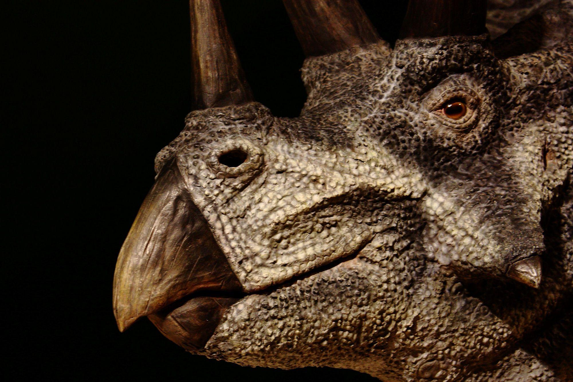 Triceratops Wallpapers - Top Free Triceratops Backgrounds - WallpaperAccess