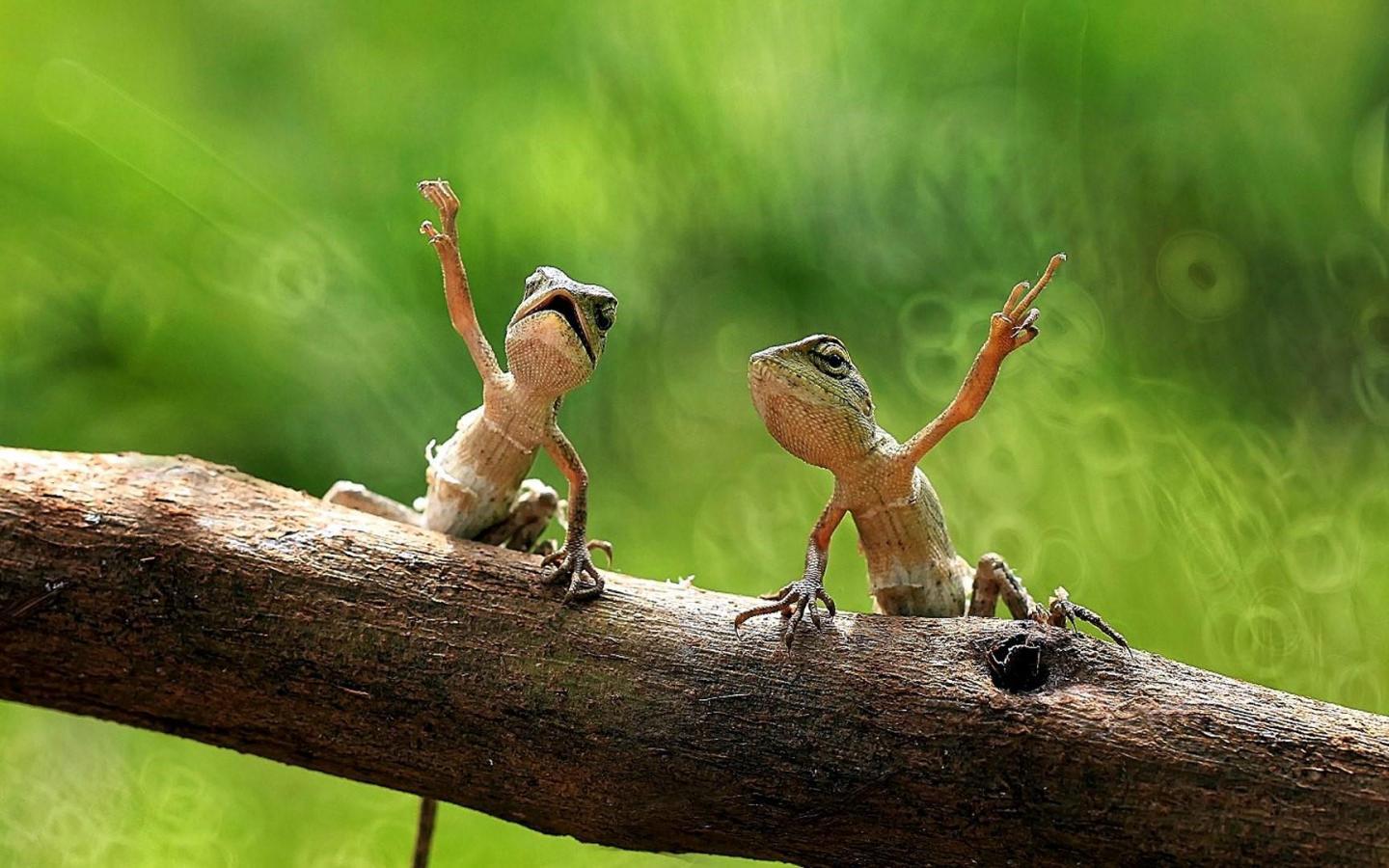 1440x900 Lizard Wallpaper 12 X 1080