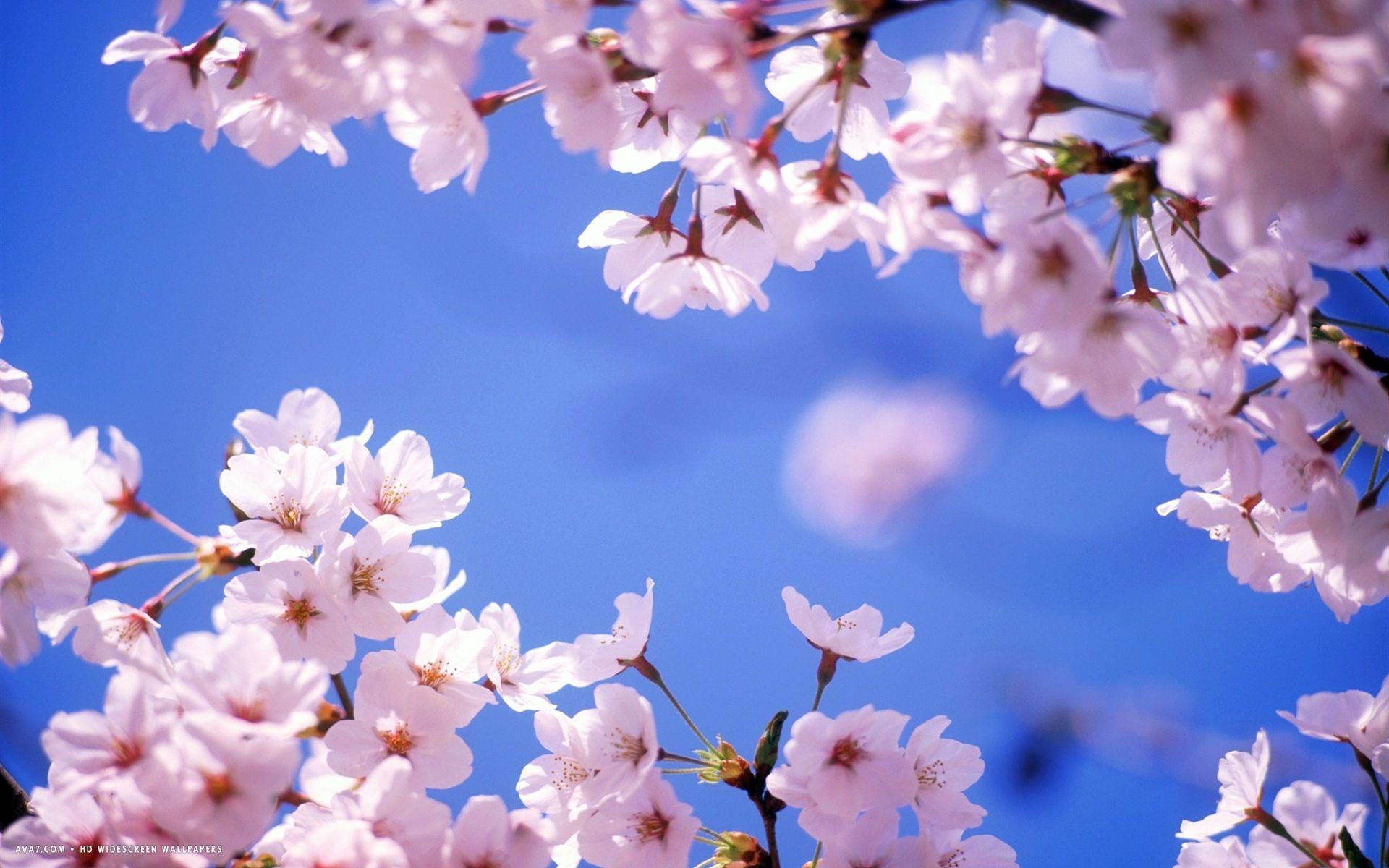 1920x1200 Cherry Blossom Wallpaper