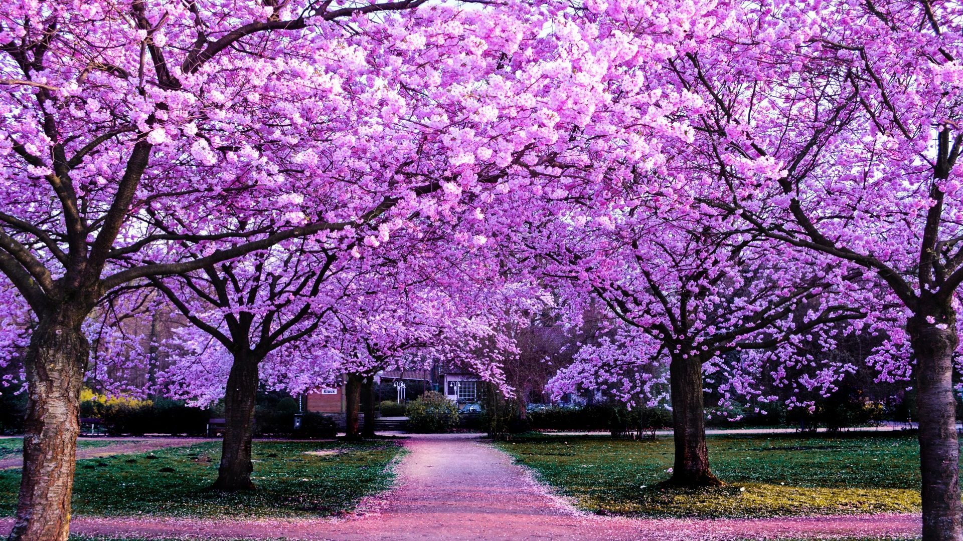 1920x1080 Cherry Blossom Trees Wallpaper 4K, Purple Flowers, Pathway, Park