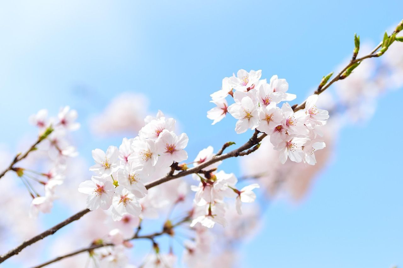 1280x852 Free Cherry Blossom & Spring Image