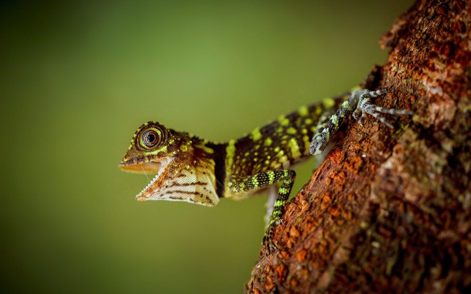 1920x1200 Lizard HD Desktop Wallpaper 10742