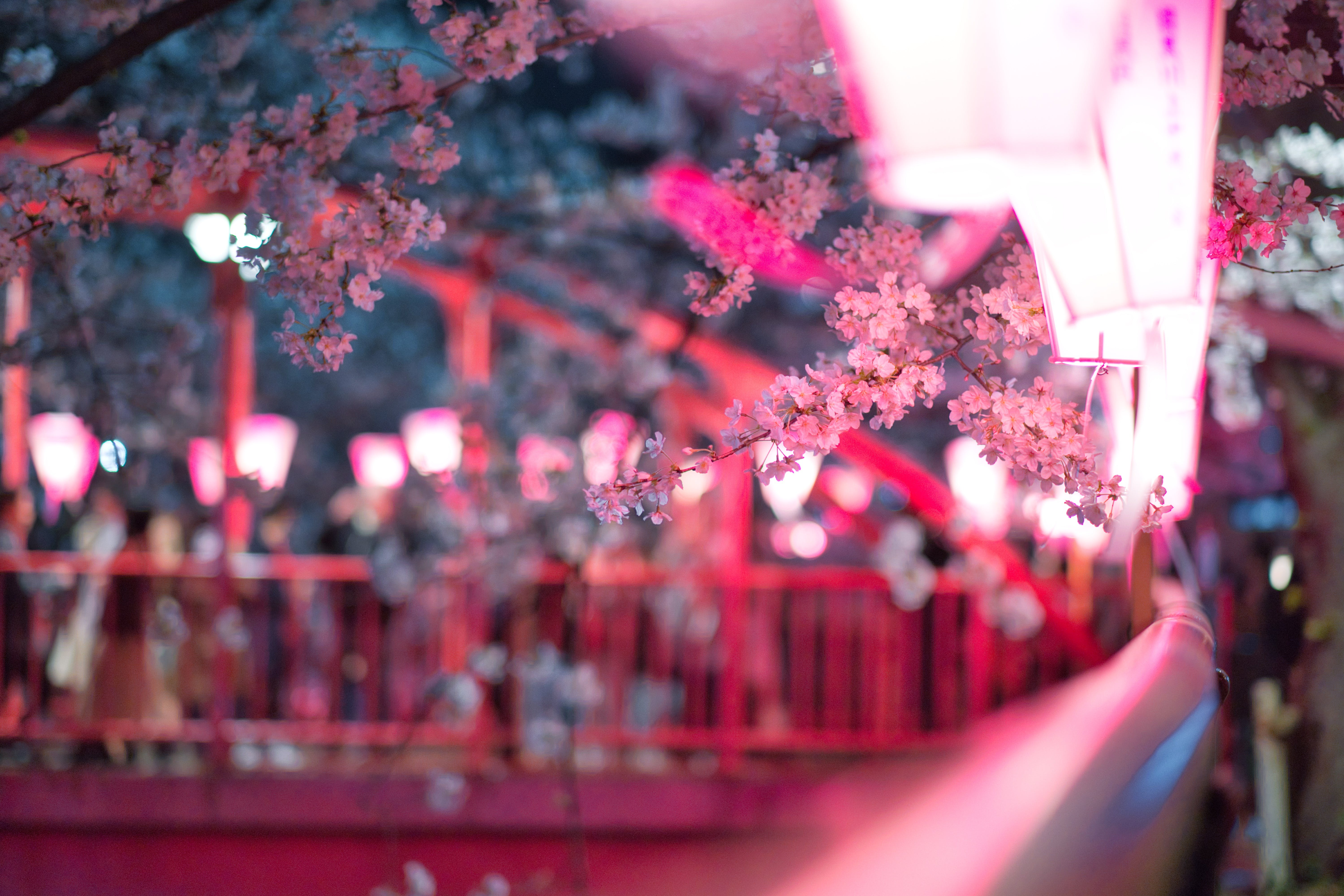 6000x4000 Cherry Blossom Photo, Download