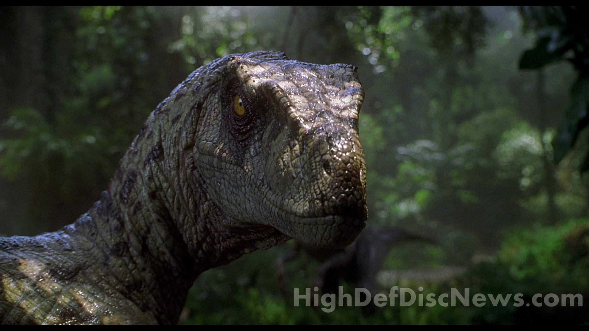 Wallpaper  sunlight forest digital art jungle dinosaurs velociraptor  fauna dinosaur screenshot tyrannosaurus 1920x1080  Aleksandra  181517   HD Wallpapers  WallHere