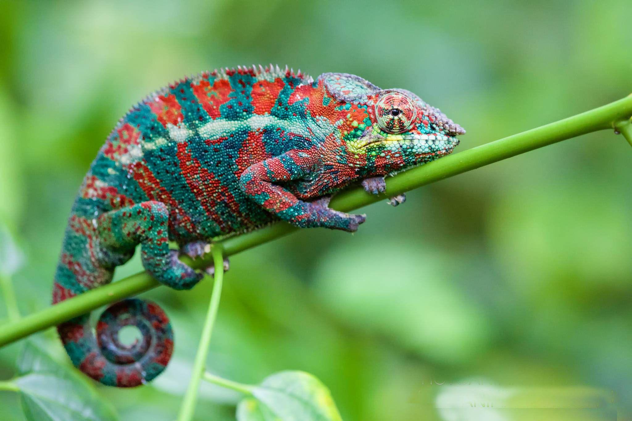 2048x1365 Lizard Wallpaper