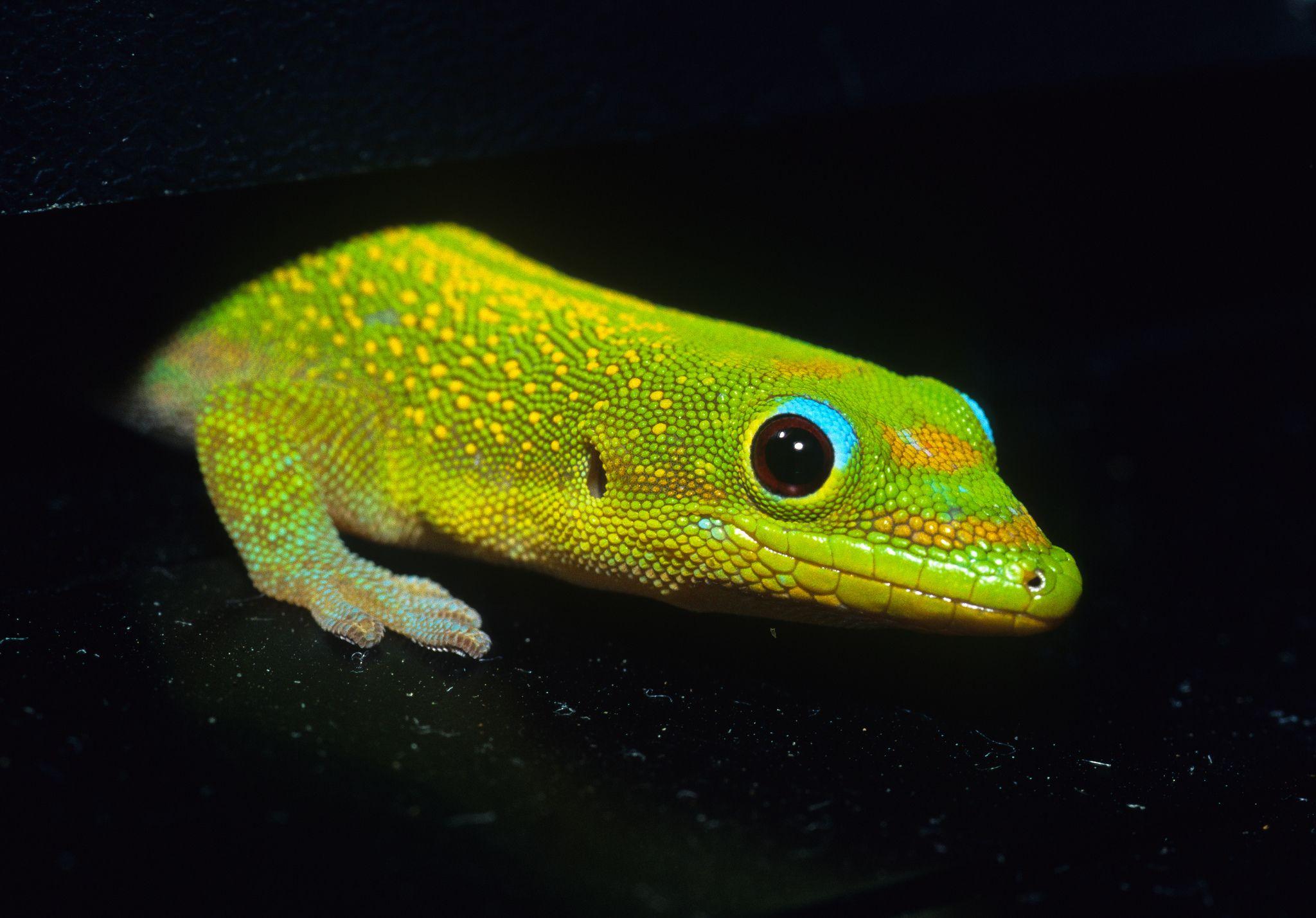 2048x1428 Lizard HD Wallpaper and Background Image