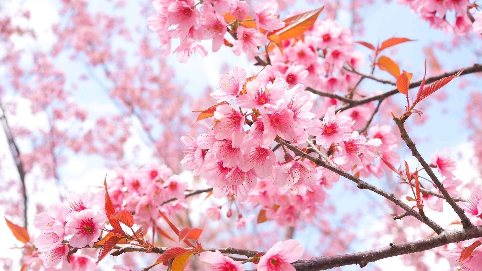 1920x1080 Cherry Blossom Tree Branches 4k Laptop Full HD 1080P , HD 4k Wallpaper, Image, Background, Photos and Picture