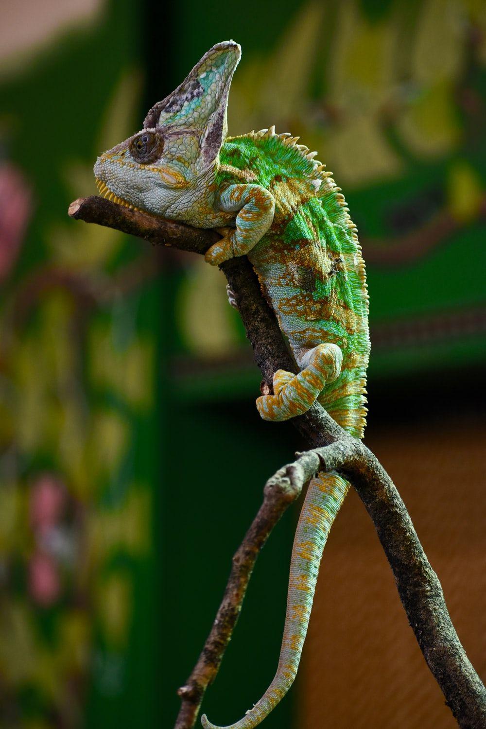 1000x1500 HQ Lizard Picture. Download Free Image