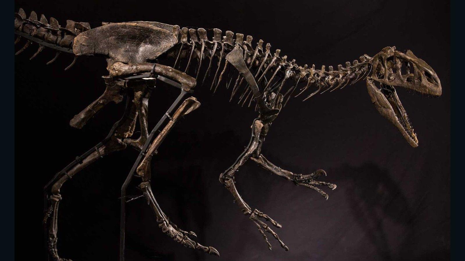 1600x900 Young Al', the teen allosaurus, goes up
