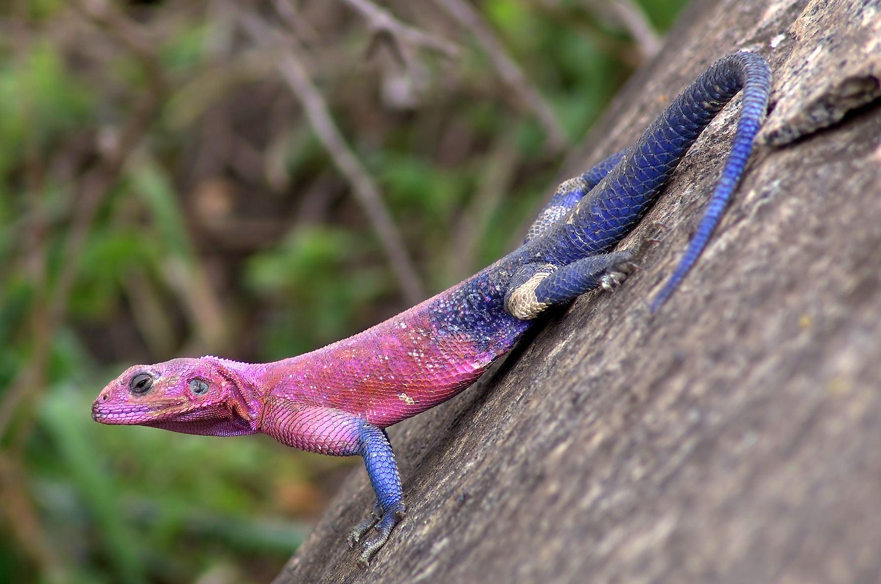1786x1184 Lizard