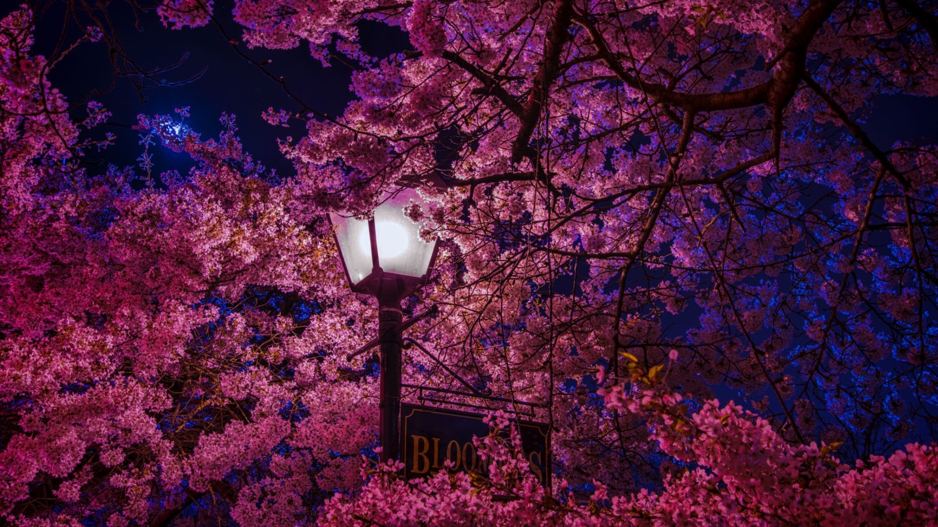 1920x1080 Cherry Blossom Wallpaper