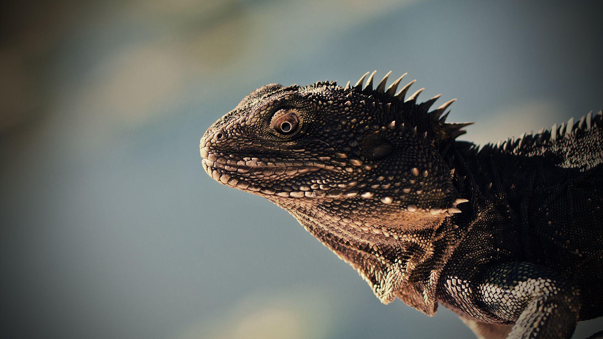 1920x1080 Lizard Wallpaper High Resolution DMUDY1