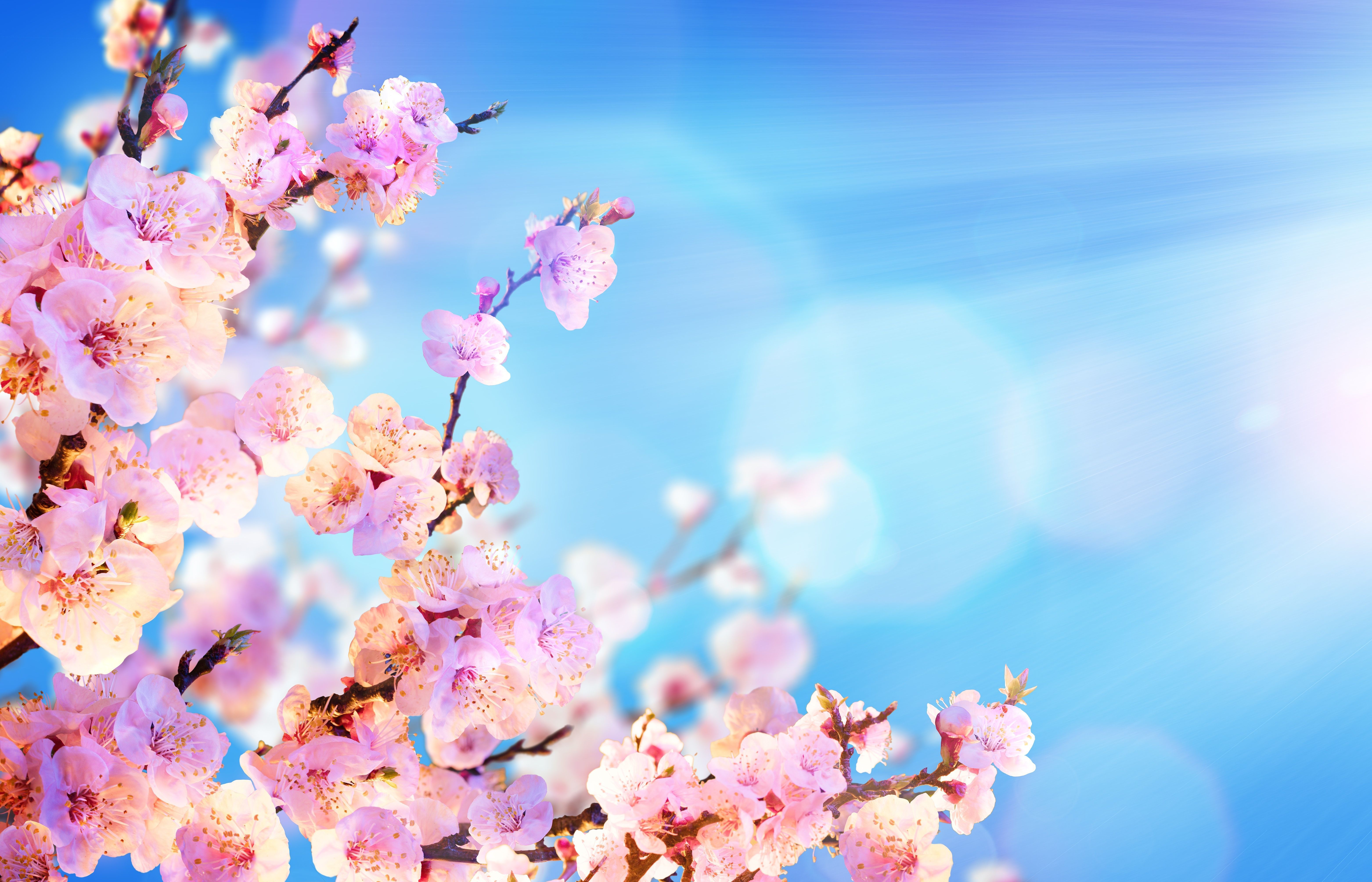 6250x4020 Wallpaper Cherry blossom Pink color Sky