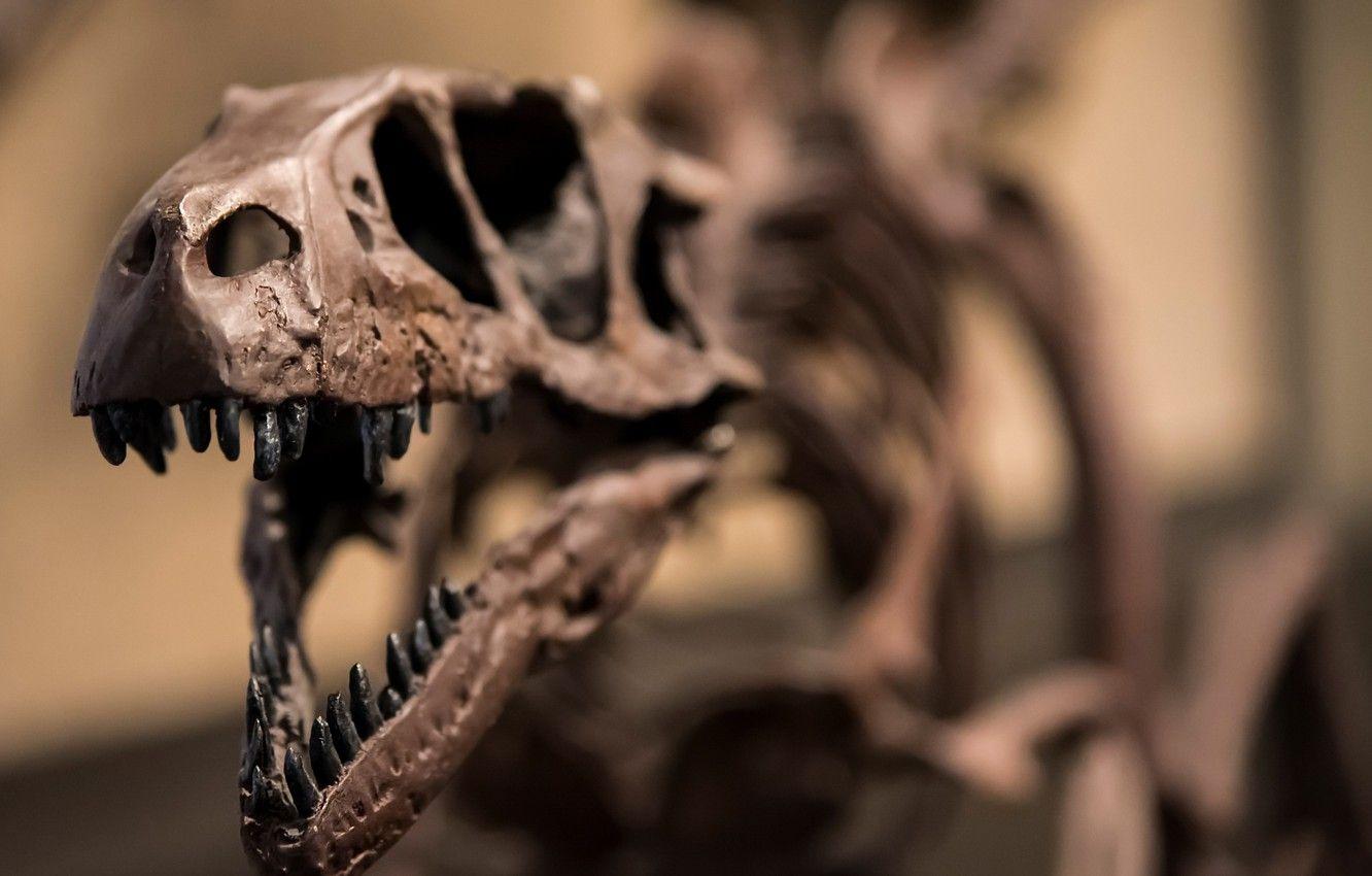1332x850 Wallpaper skeleton, raptor, dinosaur, Jurassic image for desktop, section разное