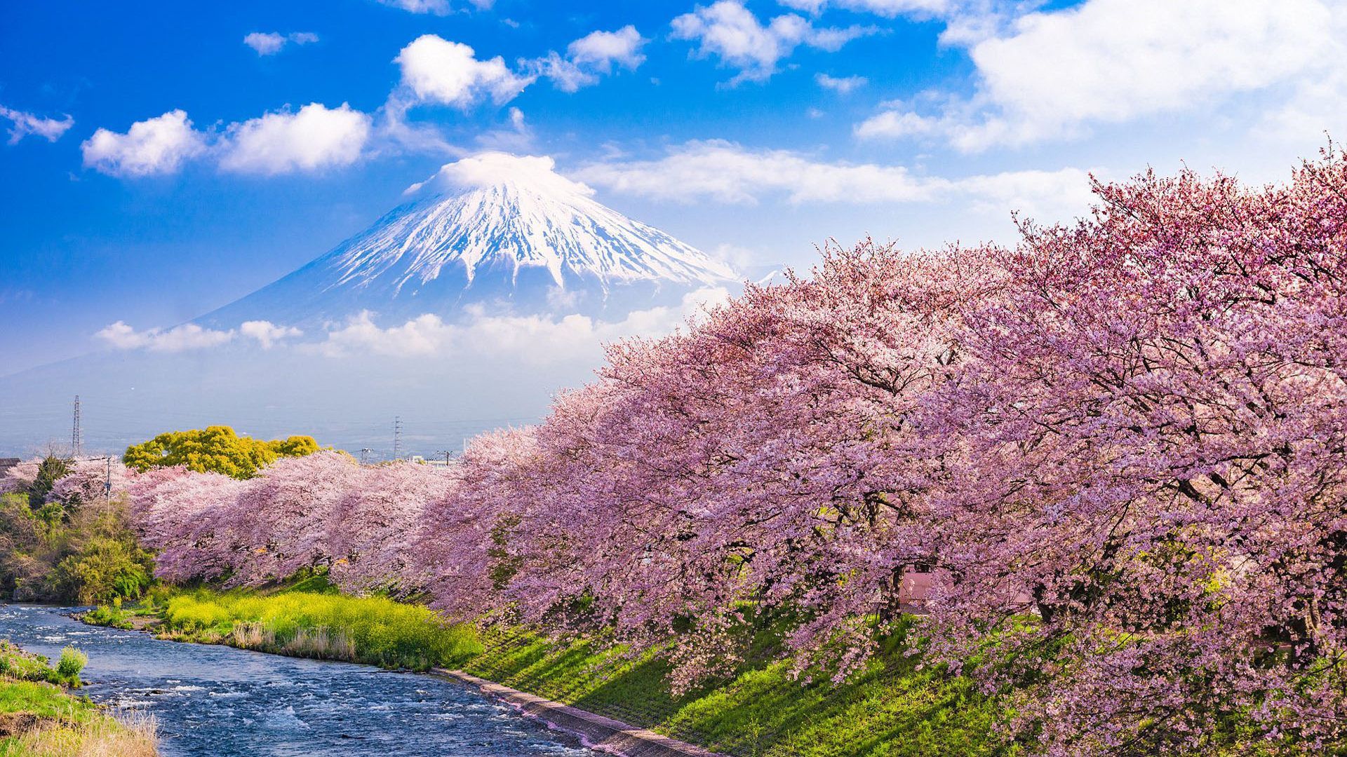 1920x1080 Cherry Blossoms In Japan Urui River
