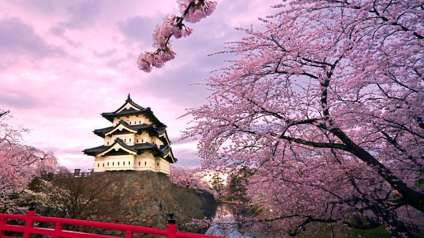1366x768 Japanese Cherry Blossom Wallpaper