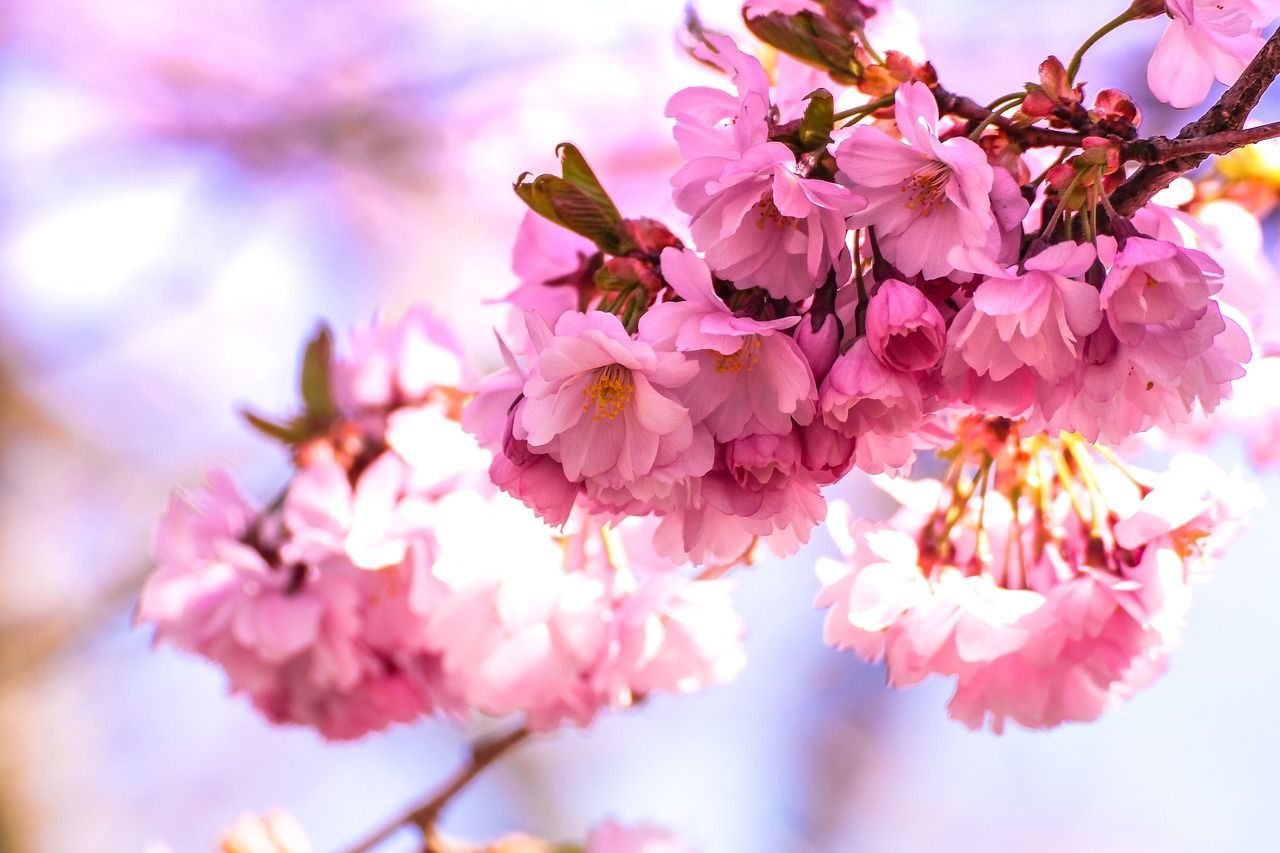 1280x853 Free Cherry Blossom & Spring Image