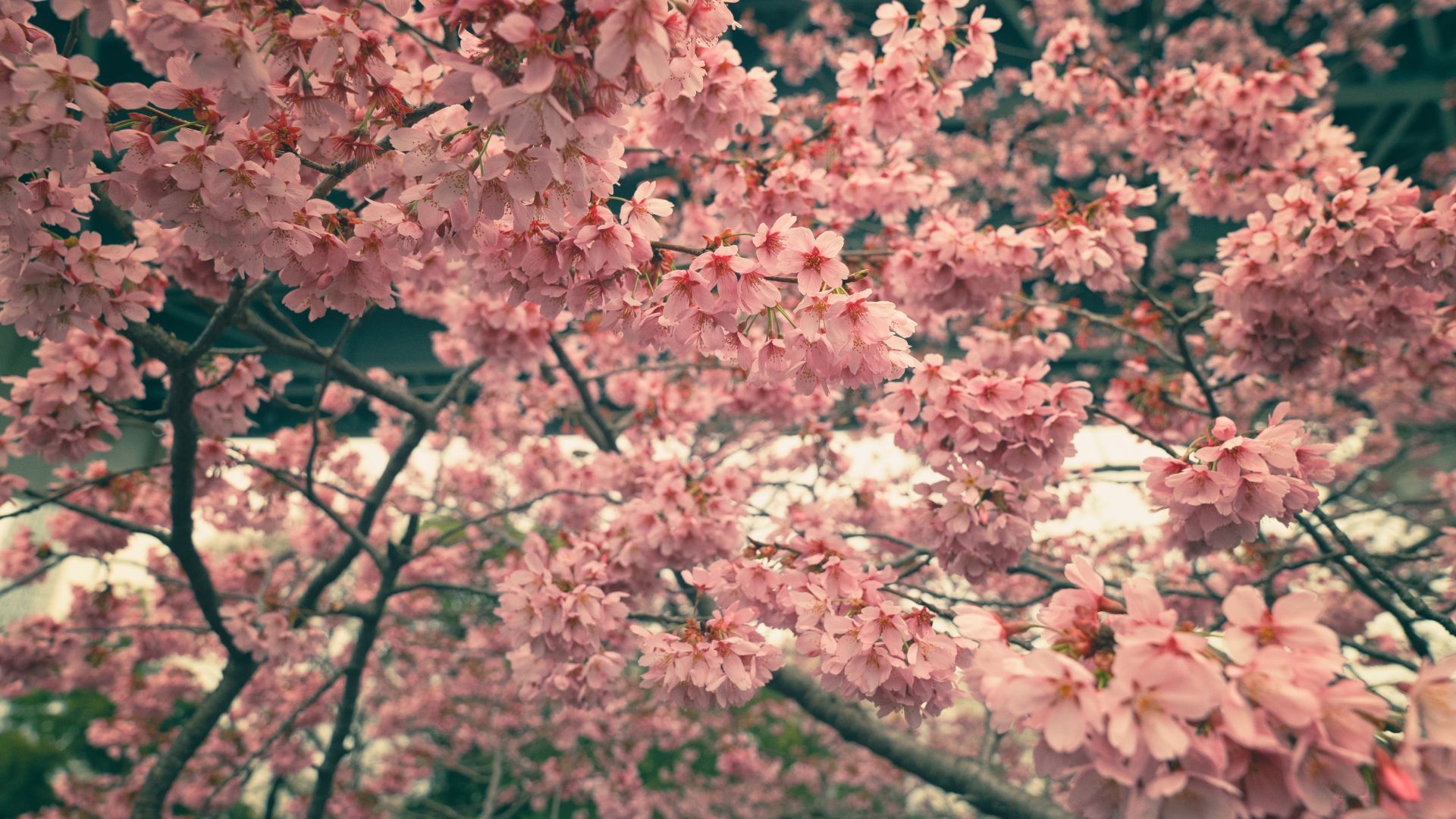 1920x1080 In Pics: Blooming Cherry Blossoms