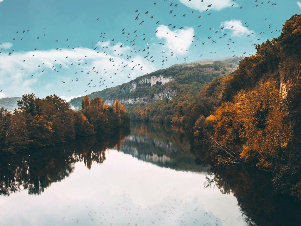 1024x768 Download wallpaper 1024x768 lake, birds, trees, flight