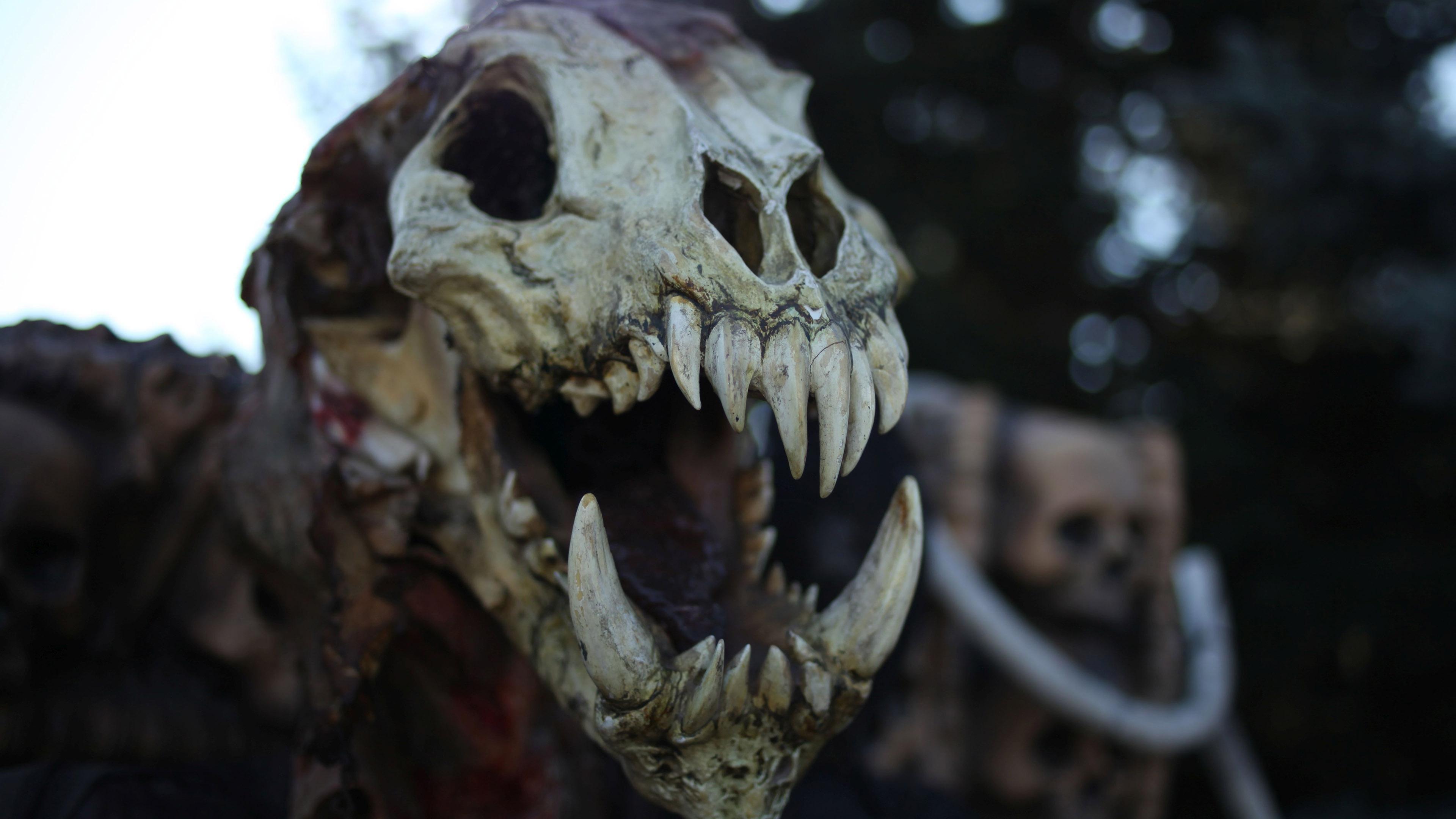 3840x2160 Dinosaur skeleton wallpaper. nature and landscape