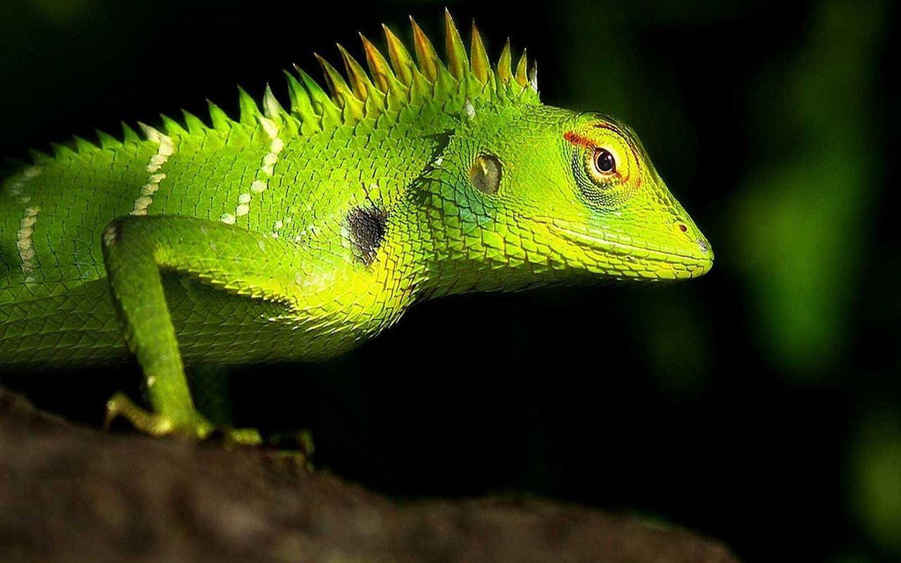 1280x800 Lizard Wallpaper 1080p U2F6