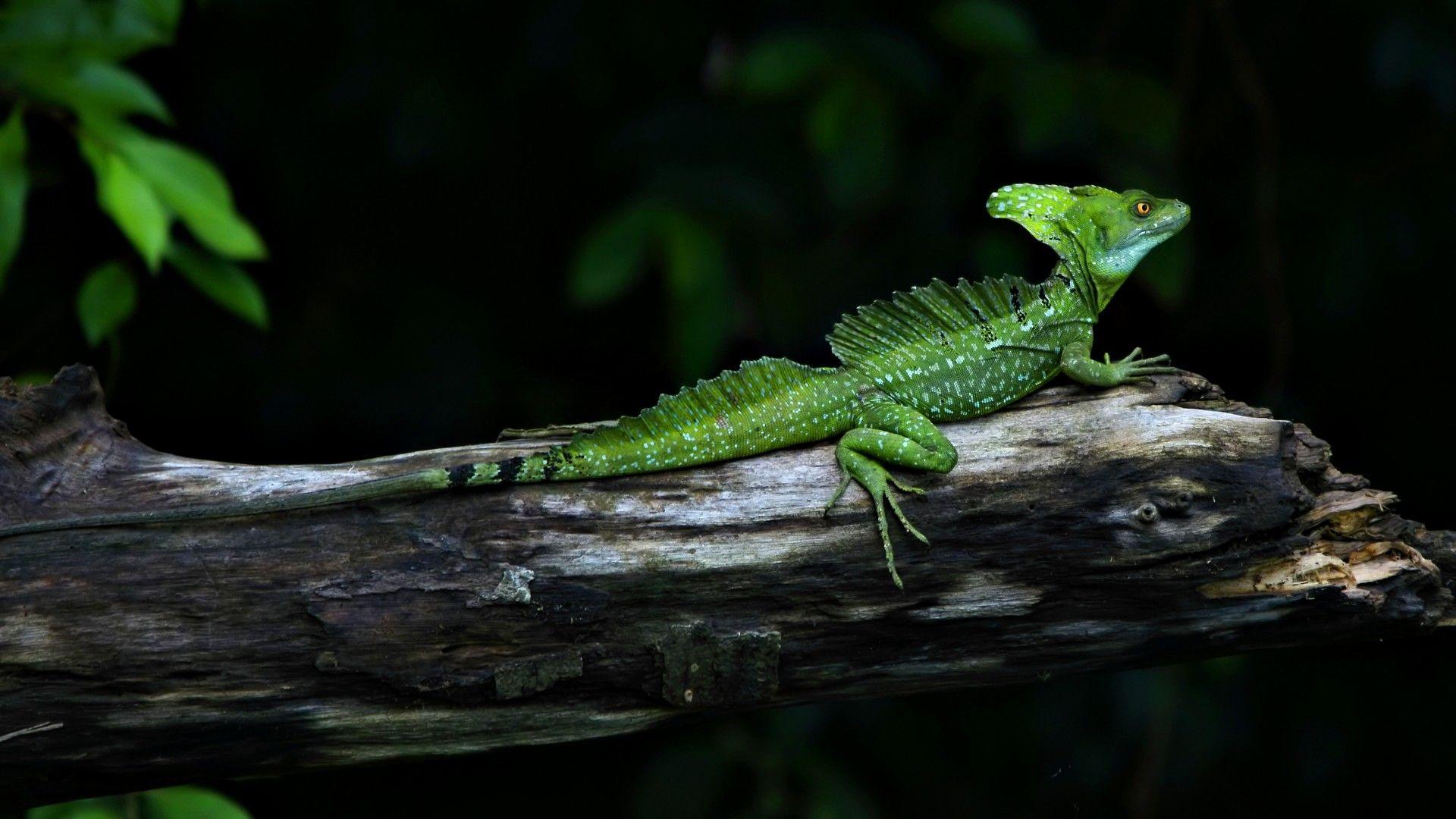 1920x1080 Lizard Wallpaper 21409 1920x1080px