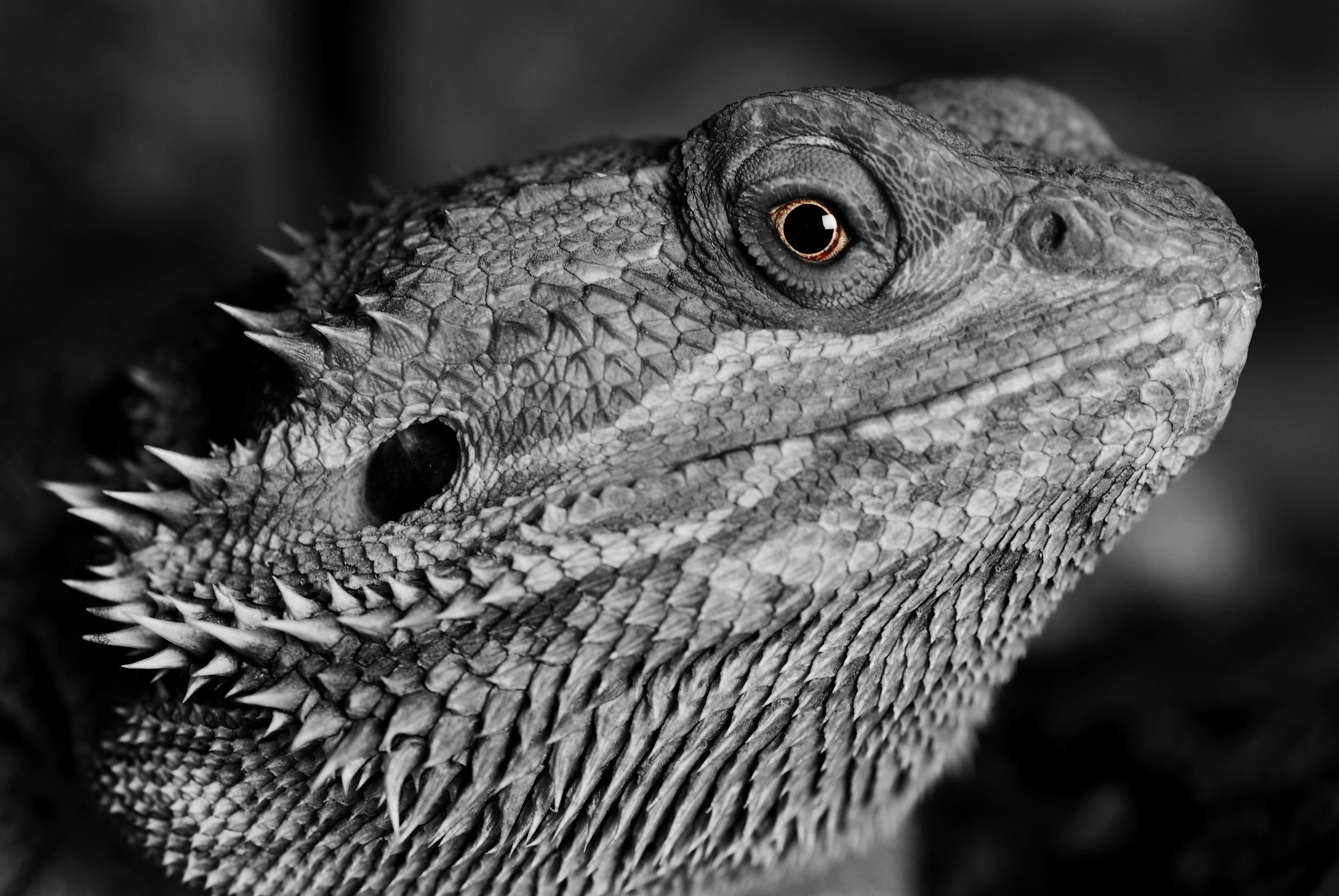 3872x2592 Lizard Reptile Monochrome 4k, HD Animals, 4k Wallpaper