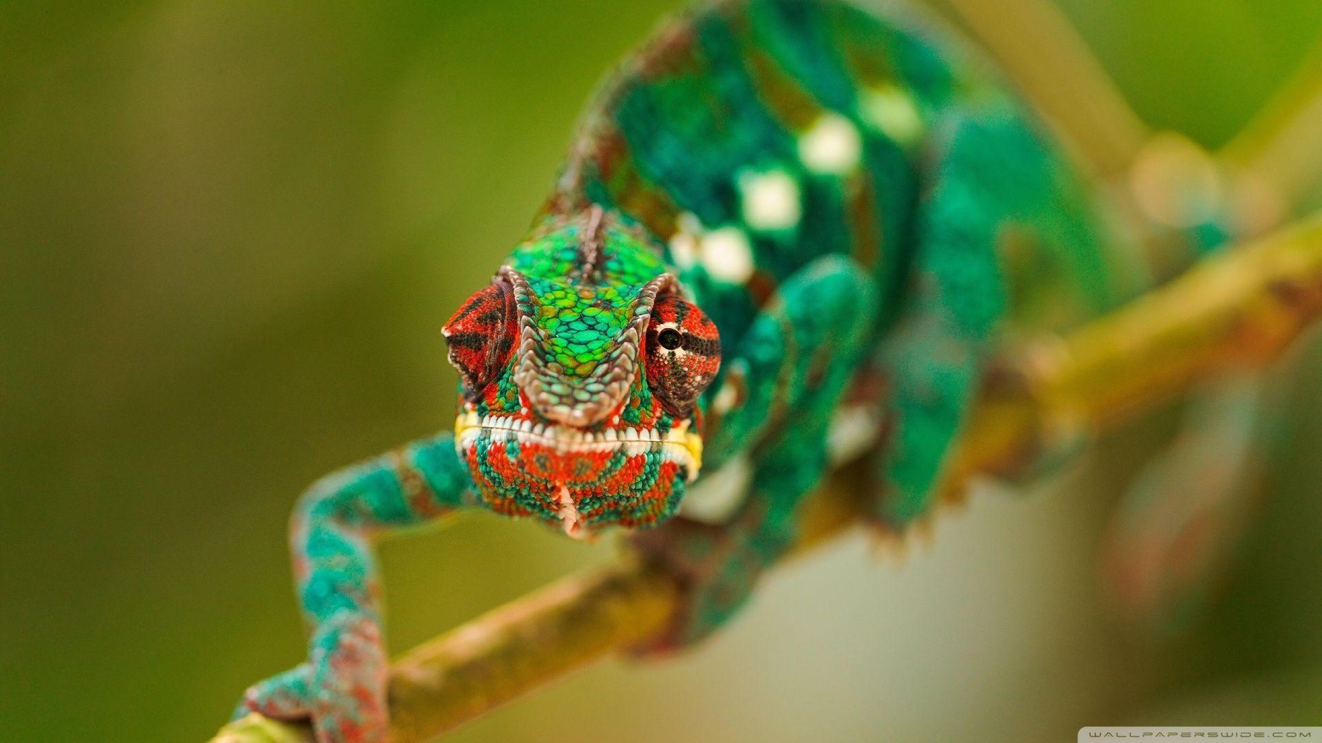 1920x1080 Reptile Animal Wallpaper