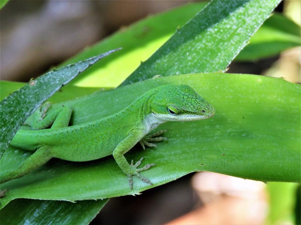 1024x768 Lizard Wallpaper for Android